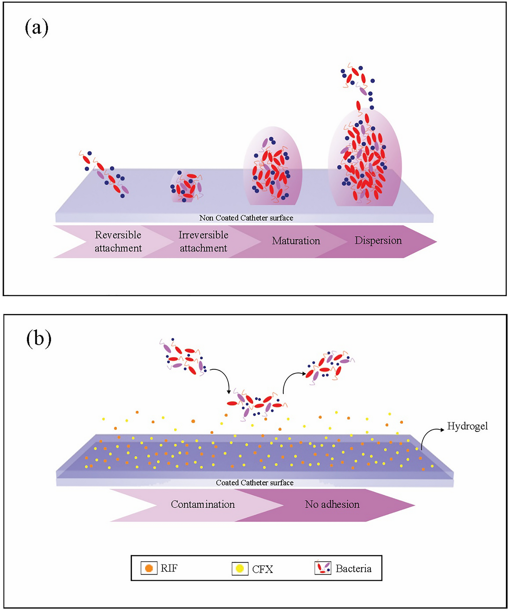 patroon leiderschap oppervlakkig Assessment of persistent antimicrobial and anti-biofilm activity of p-HEMA  hydrogel loaded with rifampicin and cefixime | Scientific Reports