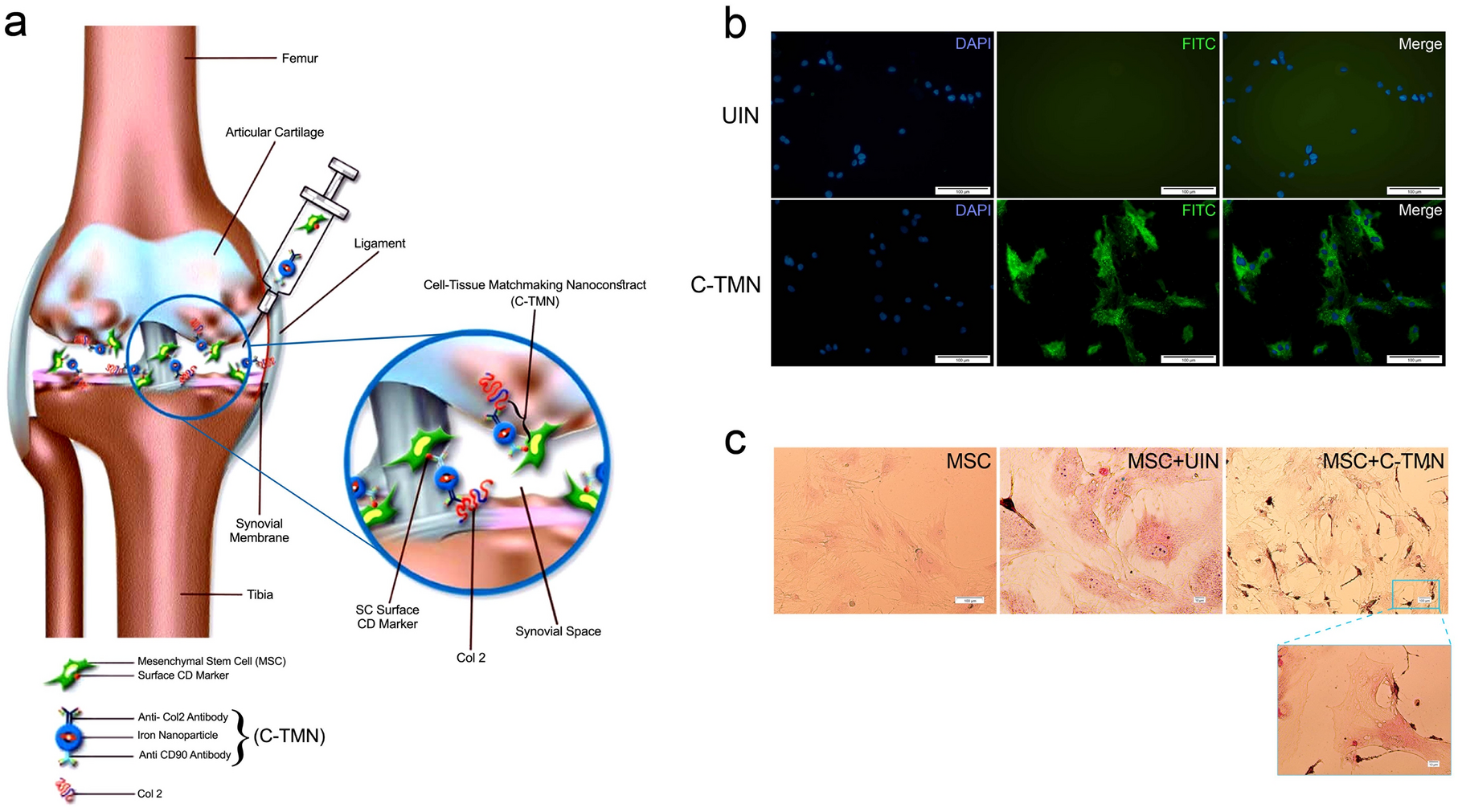 Targeted mesenchymal stem cell therapy equipped with a cell-tissue