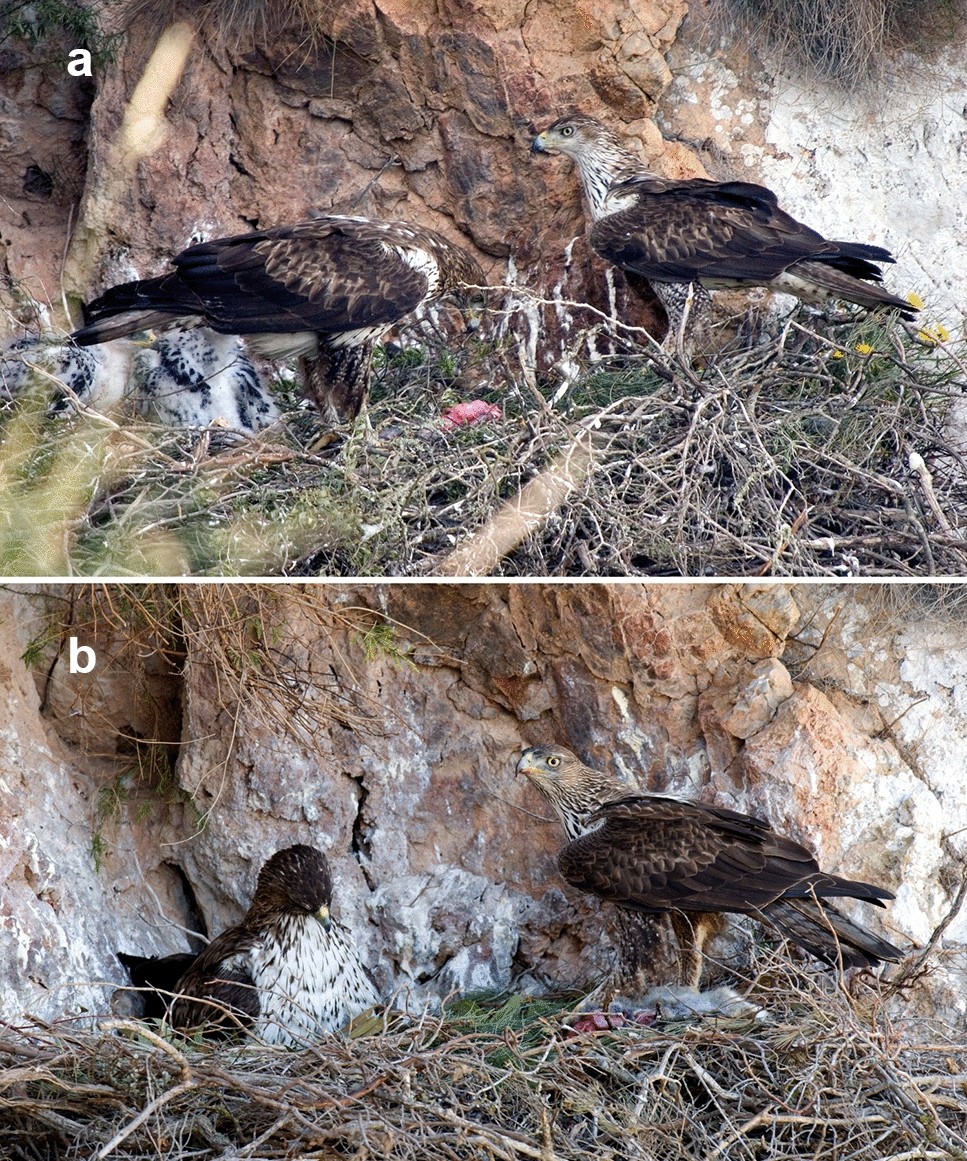Effect of nest composition, experience and nest quality on nest-building  behaviour in the Bonelli's Eagle