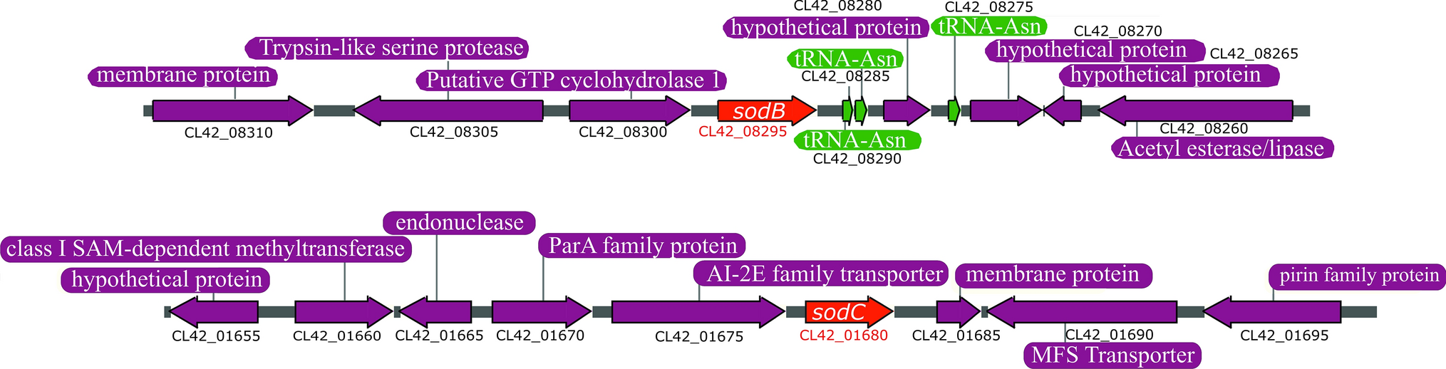 The distinctive roles played by the superoxide dismutases of the  extremophile Acinetobacter sp. Ver3 | Scientific Reports