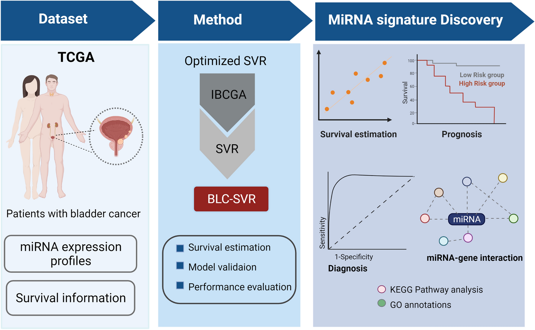 MicroRNA signature for estimating the survival time in patients with  bladder urothelial carcinoma | Scientific Reports