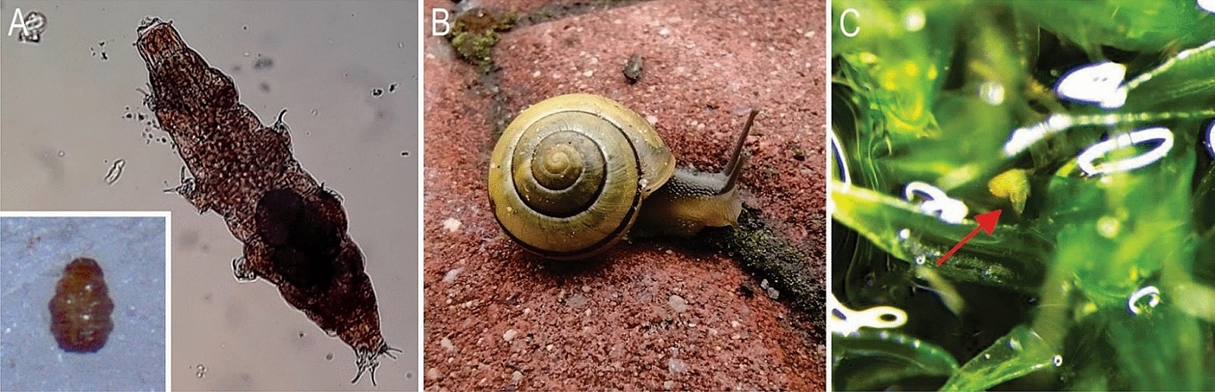 Experimental evidence for snails dispersing tardigrades based on Milnesium  inceptum and Cepaea nemoralis species | Scientific Reports