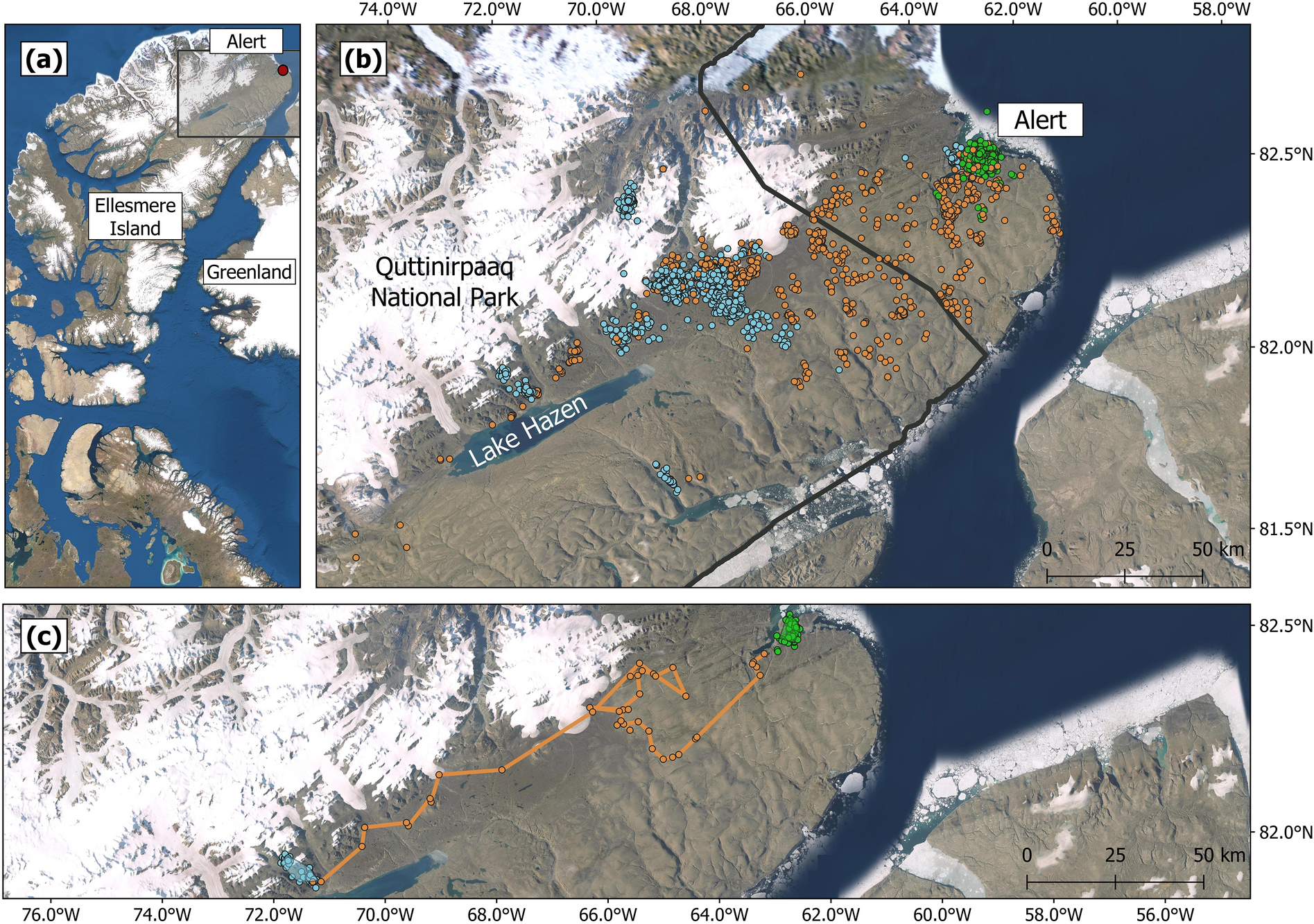 Long-distance, synchronized and directional fall movements suggest migration in Arctic hares on Ellesmere Island (Canada) Scientific Reports