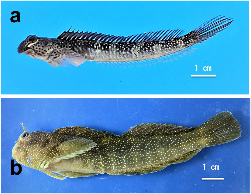Gut microbiota analysis of Blenniidae fishes including an algae