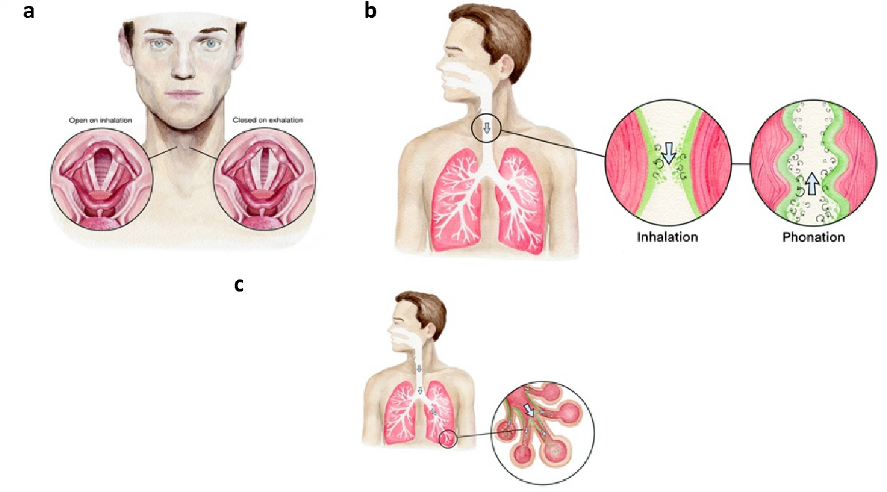 COVID-19 symptoms are reduced by targeted hydration of the nose, larynx and  trachea | Scientific Reports