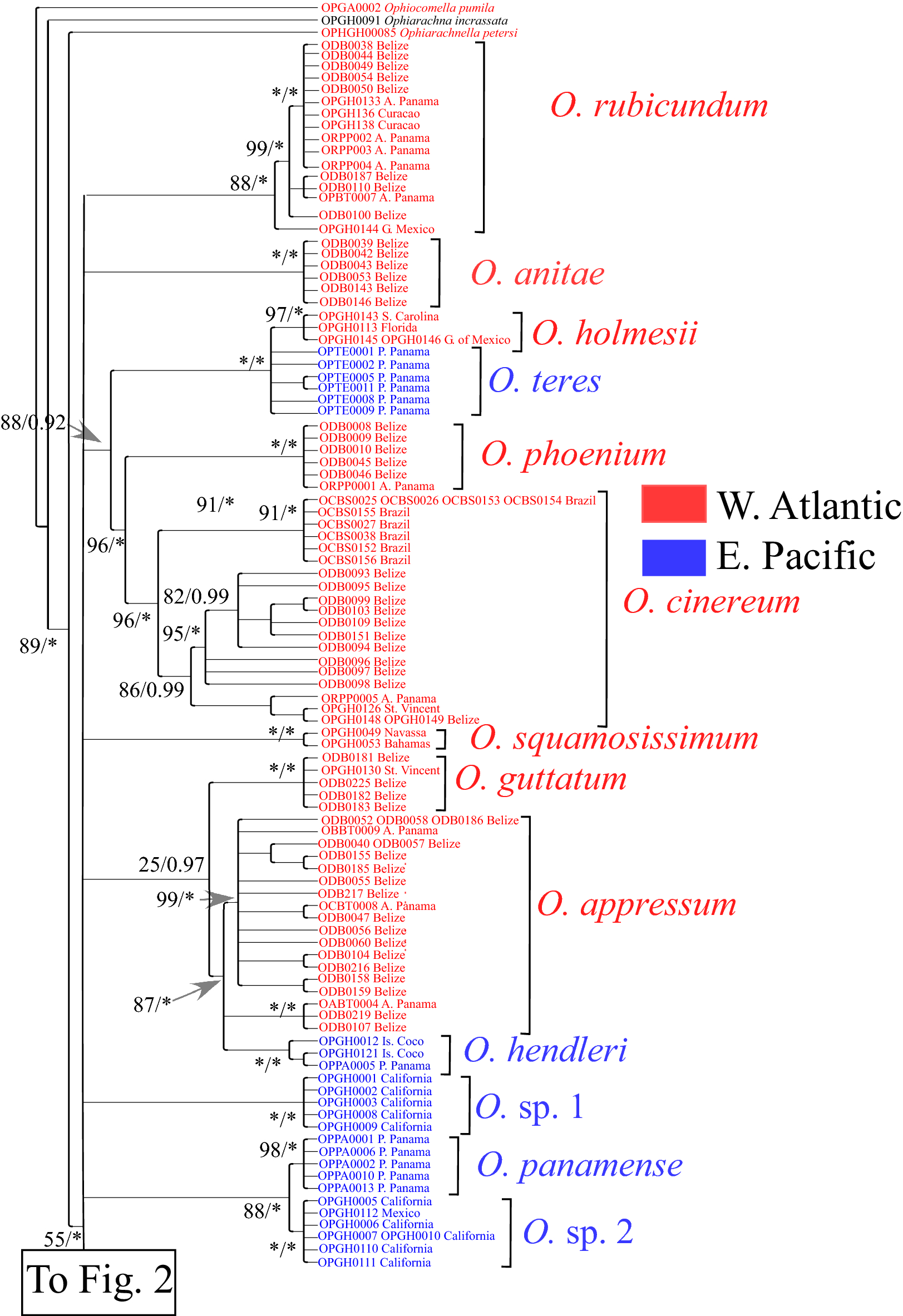 Mitochondrial phylogeny of the brittle star genus Ophioderma | Scientific  Reports