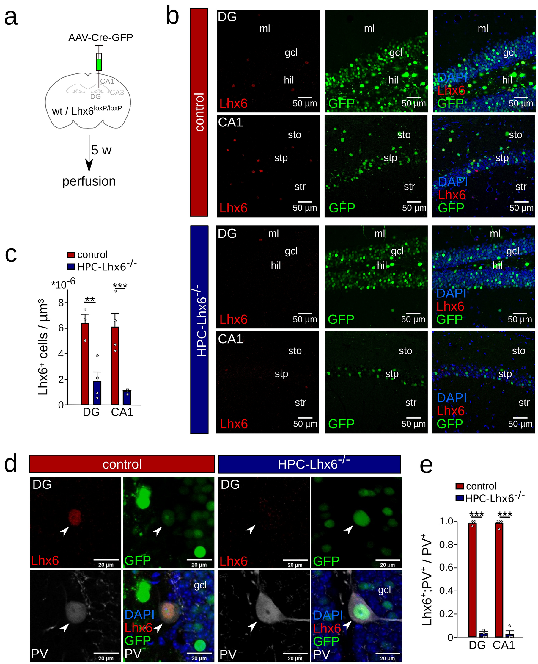 Interneuron function and cognitive behavior are preserved upon postnatal  removal of Lhx6 | Scientific Reports