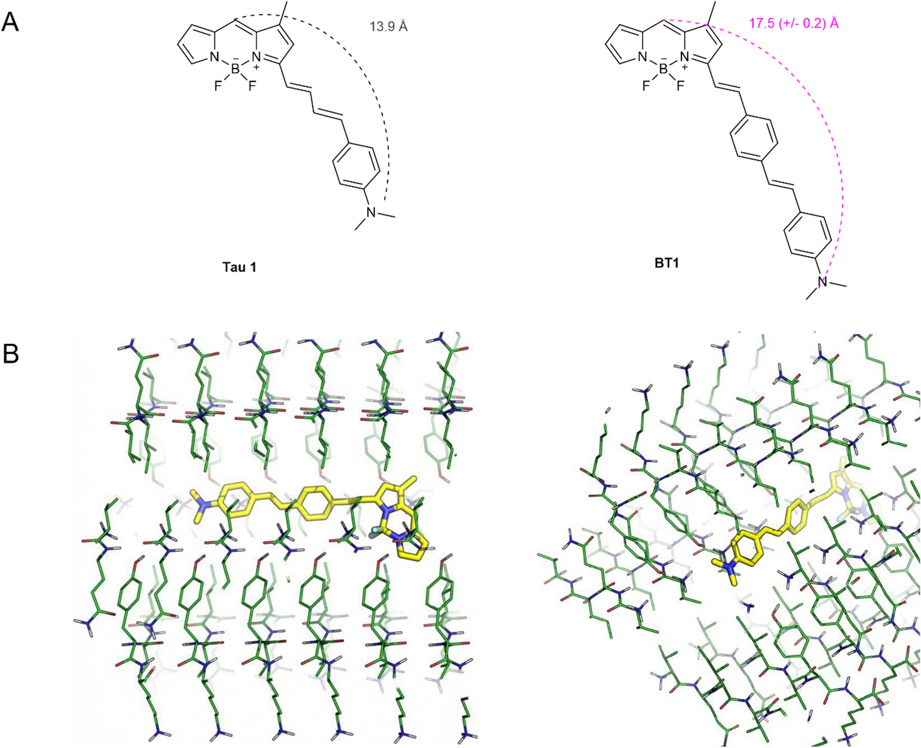 Rational design and synthesis of a novel BODIPY-based probe for selective  imaging of tau tangles in human iPSC-derived cortical neurons | Scientific  Reports