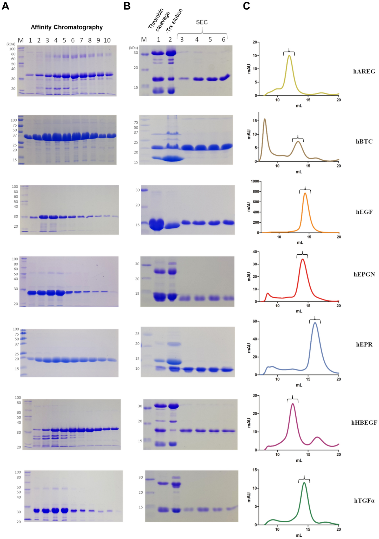 A toolkit for recombinant production of seven human EGF family growth  factors in active conformation | Scientific Reports