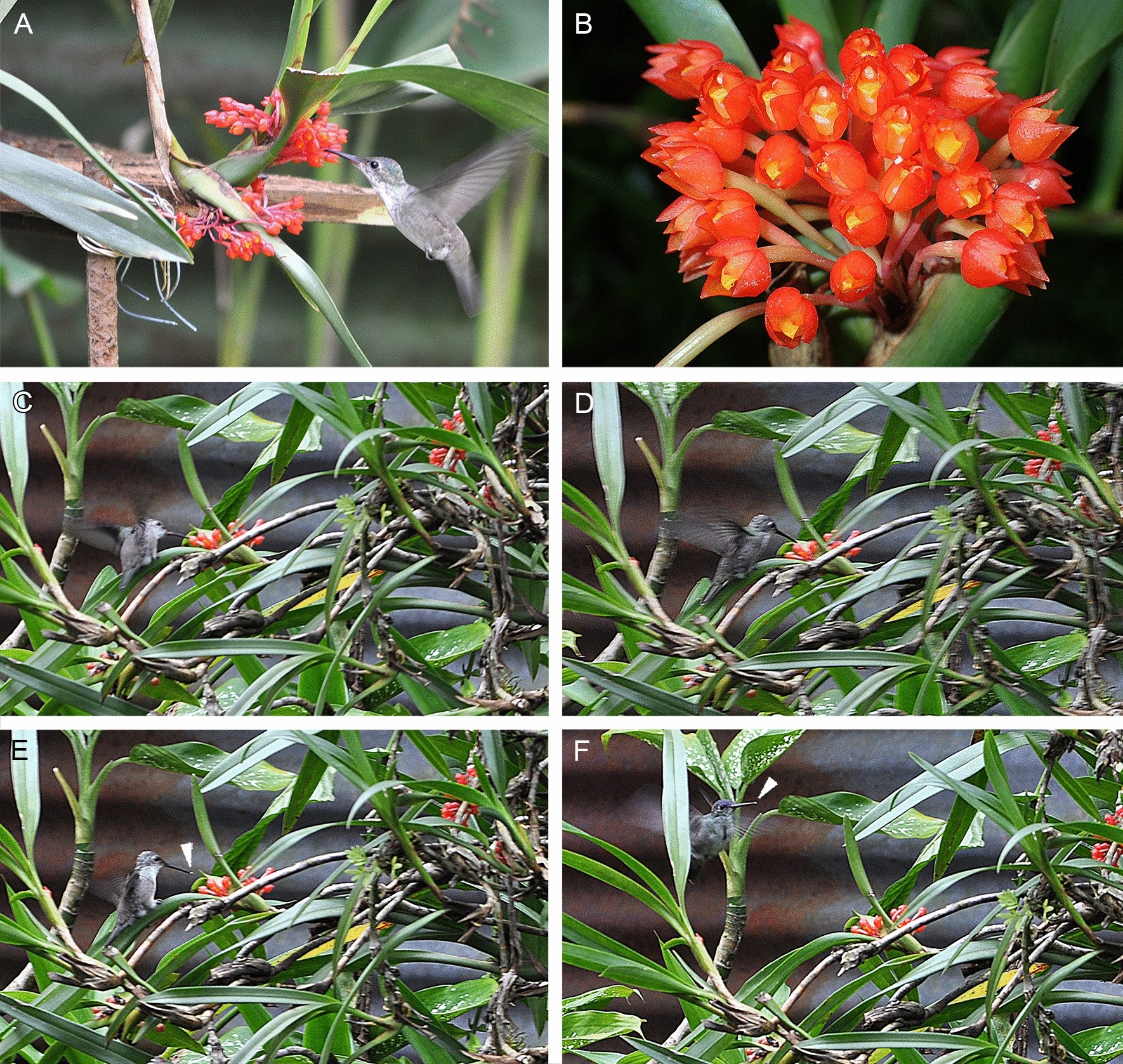 Ornithophily in the subtribe Maxillariinae (Orchidaceae) proven with a case  study of Ornithidium fulgens in Guatemala | Scientific Reports