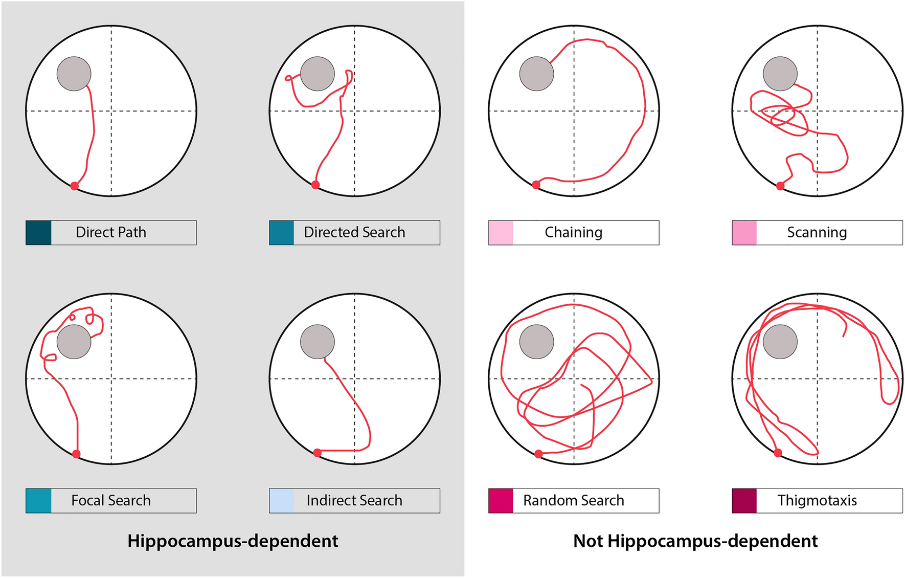 Search strategy analysis of Tg4-42 Alzheimer Mice in the Morris