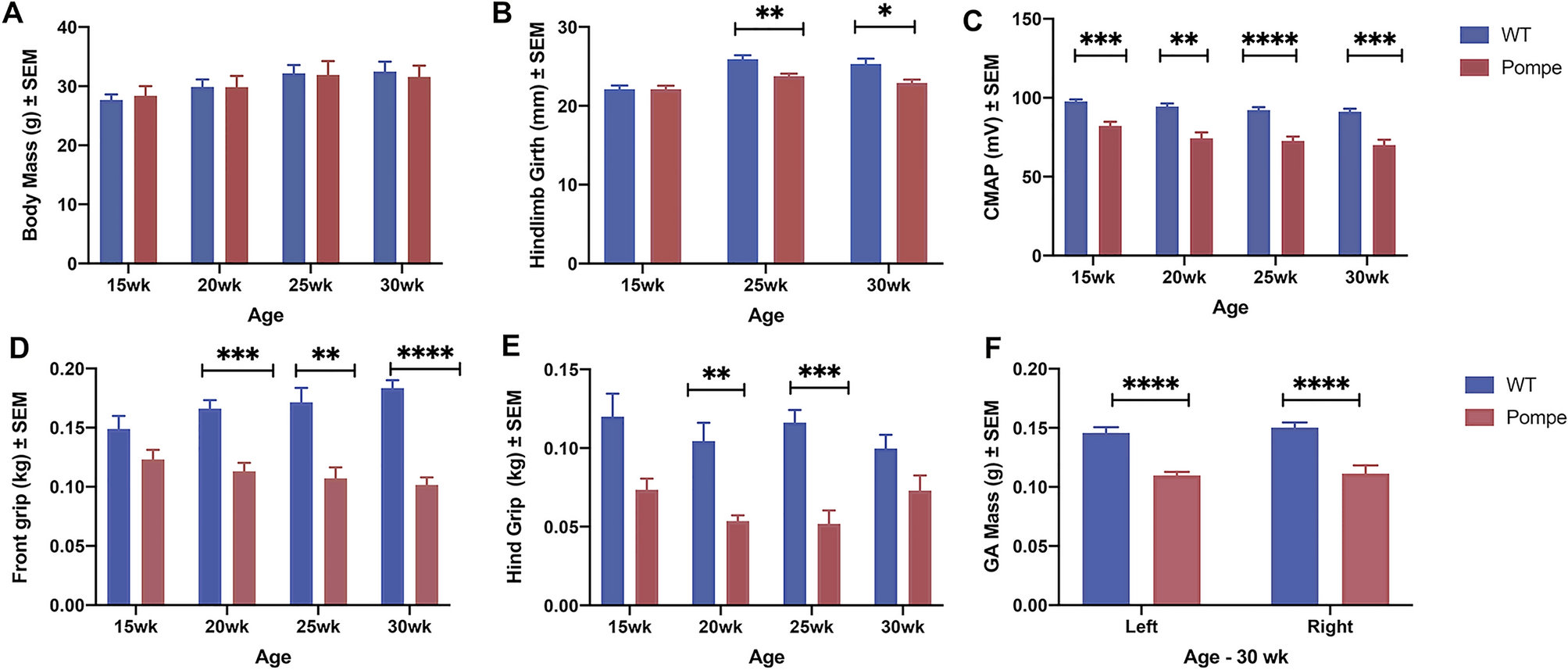 The Role of Muscle Spindle Feedback in the Guidance of Hindlimb Movement by  the Ipsilateral Forelimb during Locomotion in Mice | eNeuro, image size:2007x857