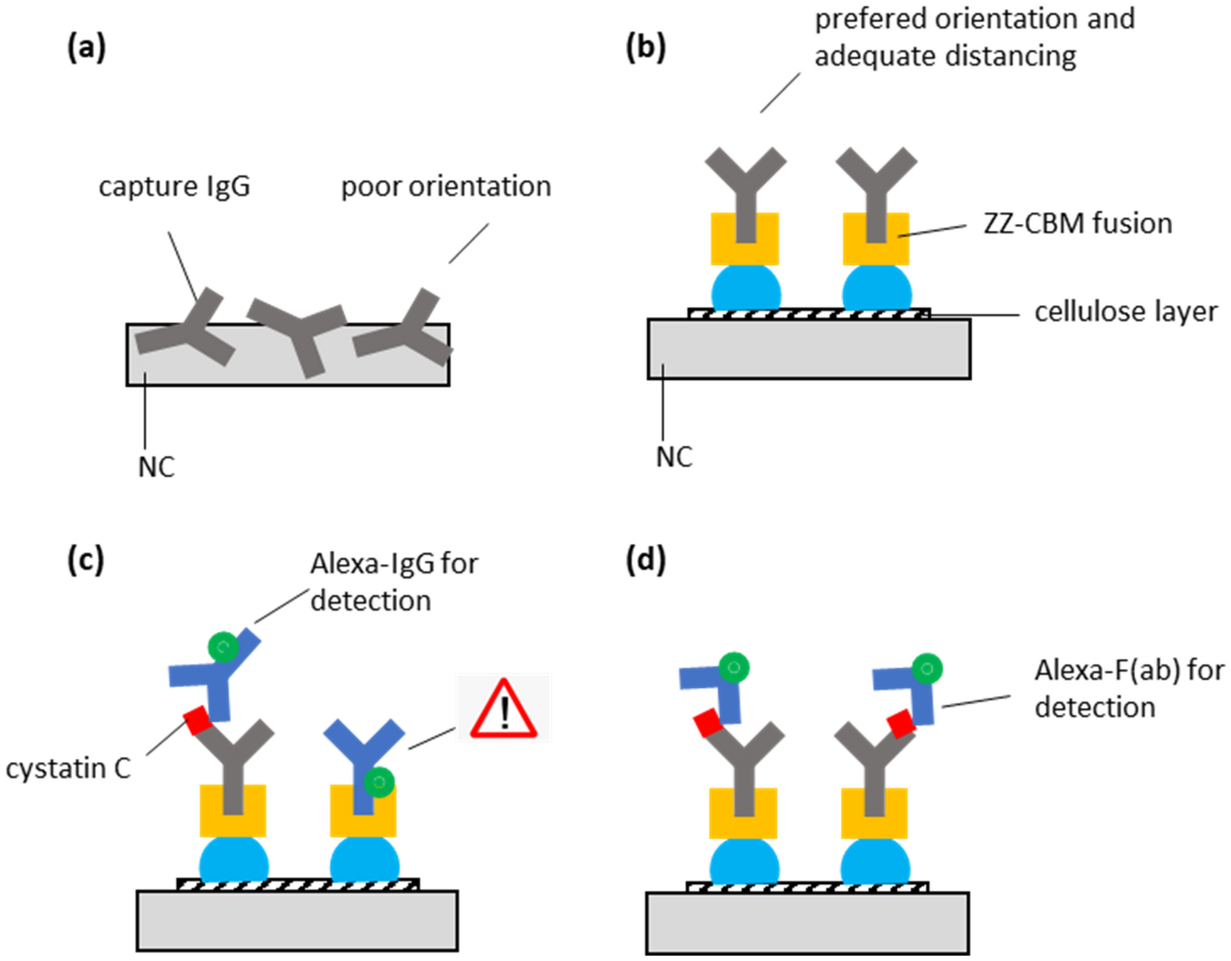 IgG binding assays using a purified IgG and b human serum. F, feed