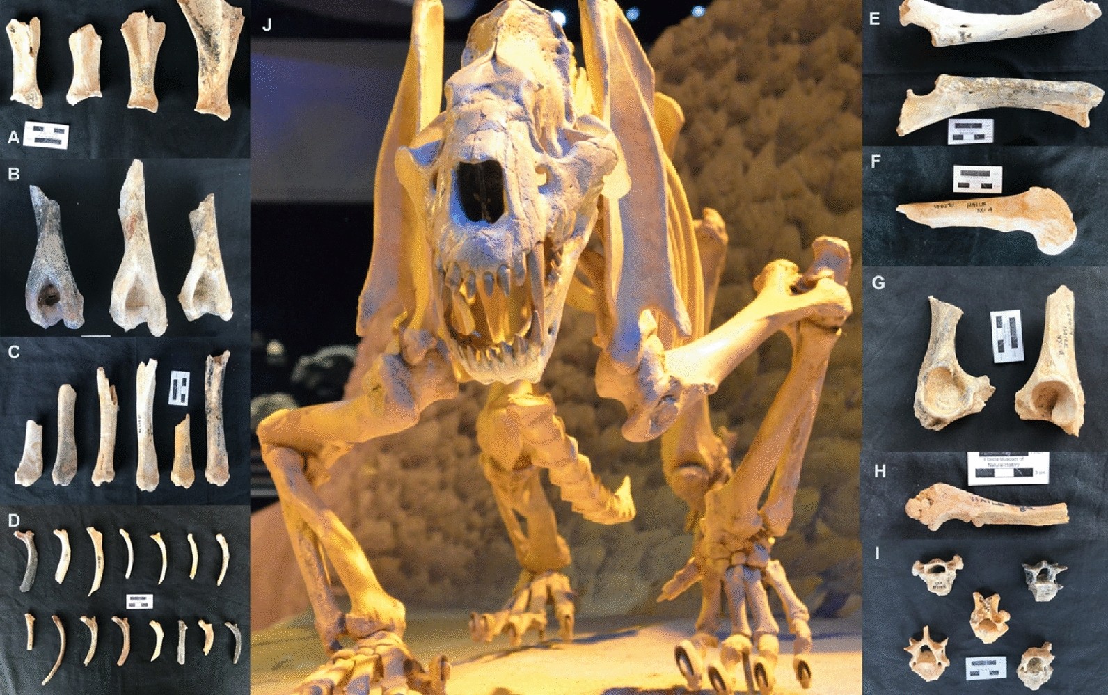 Sabertooth carcass consumption behavior and the dynamics of Pleistocene  large carnivoran guilds | Scientific Reports