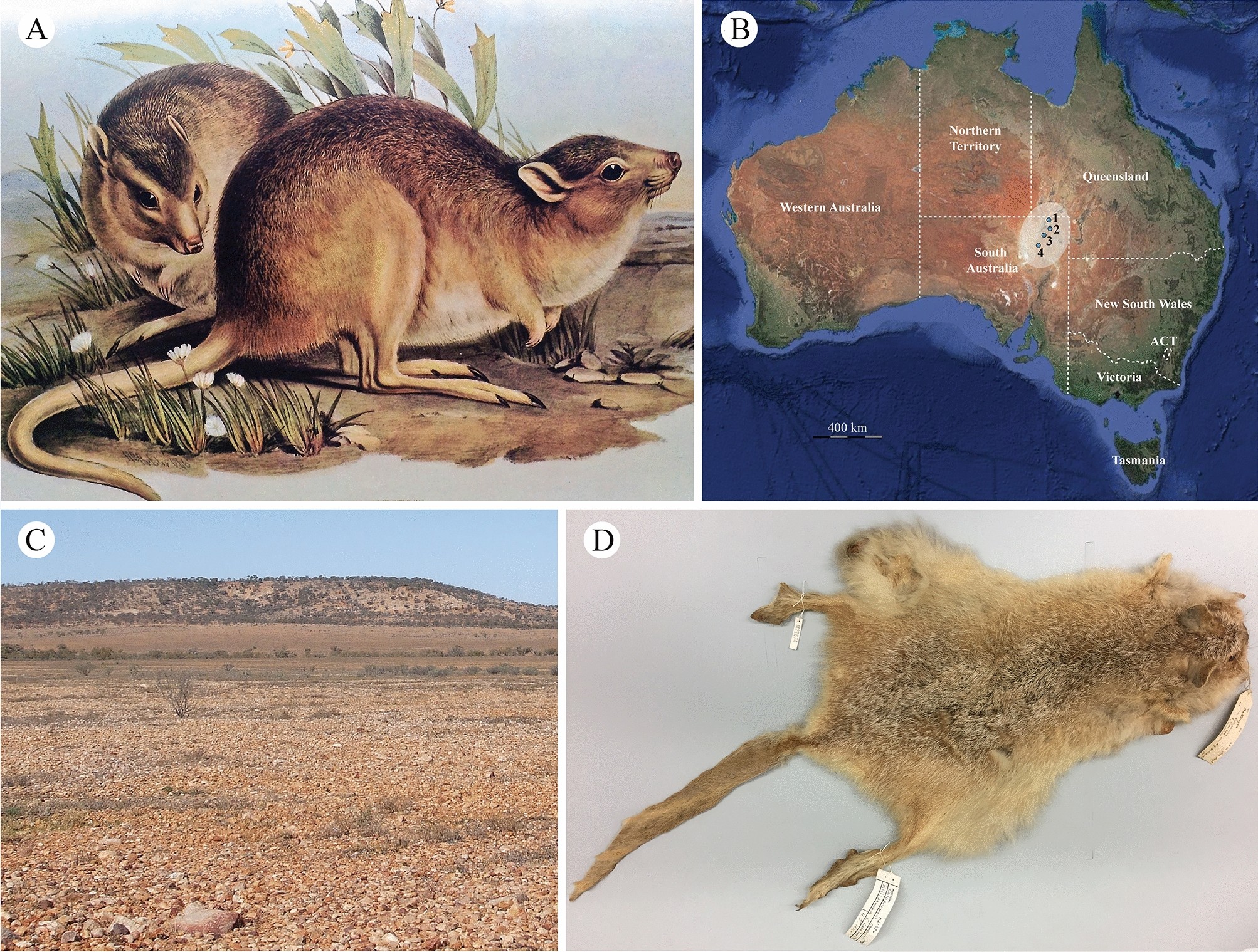 Mitogenome of the extinct Desert 'rat-kangaroo' times the adaptation to aridity in macropodoids | Scientific Reports Mitogenome of the extinct Desert 'rat-kangaroo' times the adaptation to aridity in macropodoids | Scientific Reports
