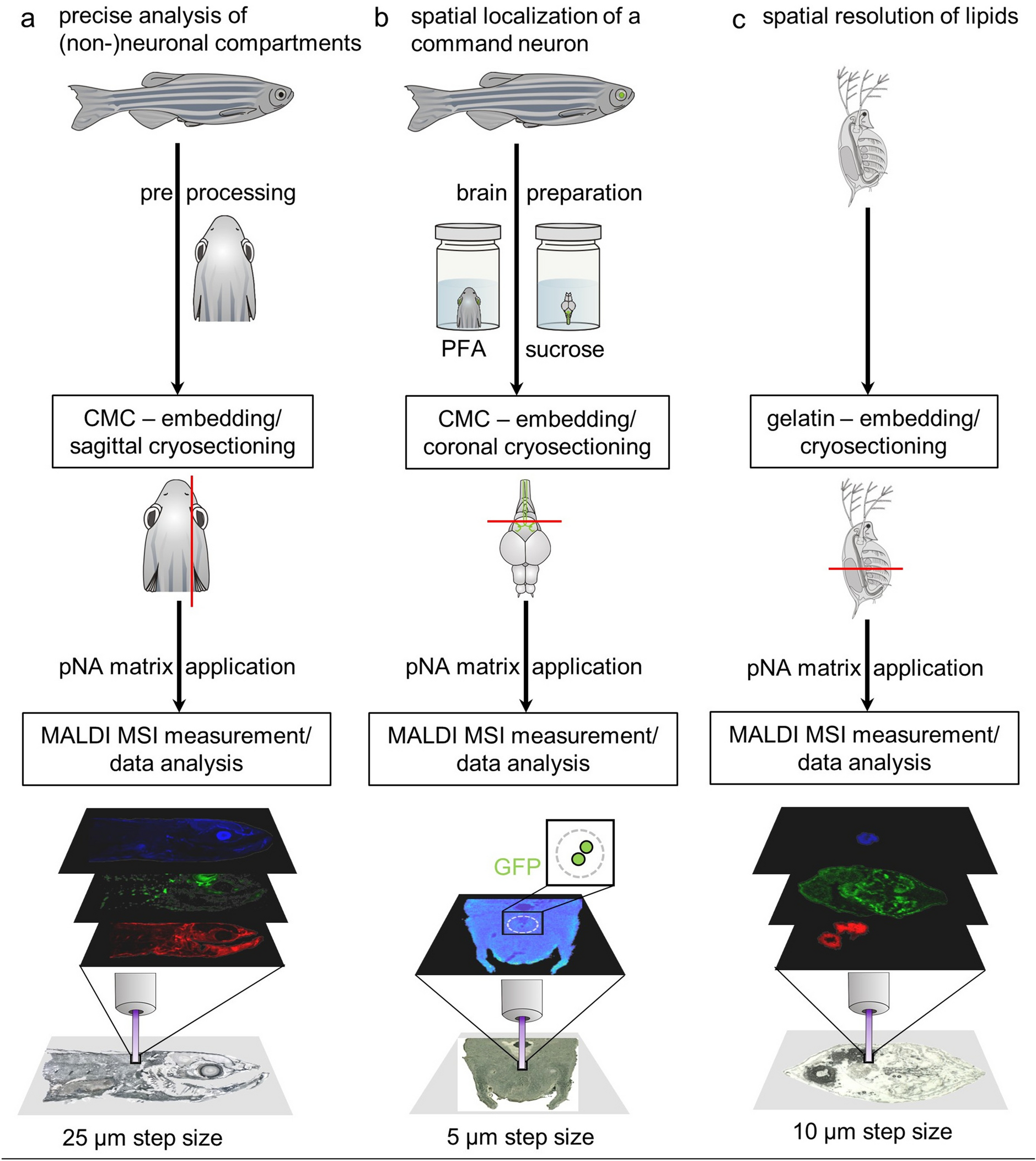 MALDI mass spectrometry imaging workflow for the aquatic model organisms  Danio rerio and Daphnia magna | Scientific Reports