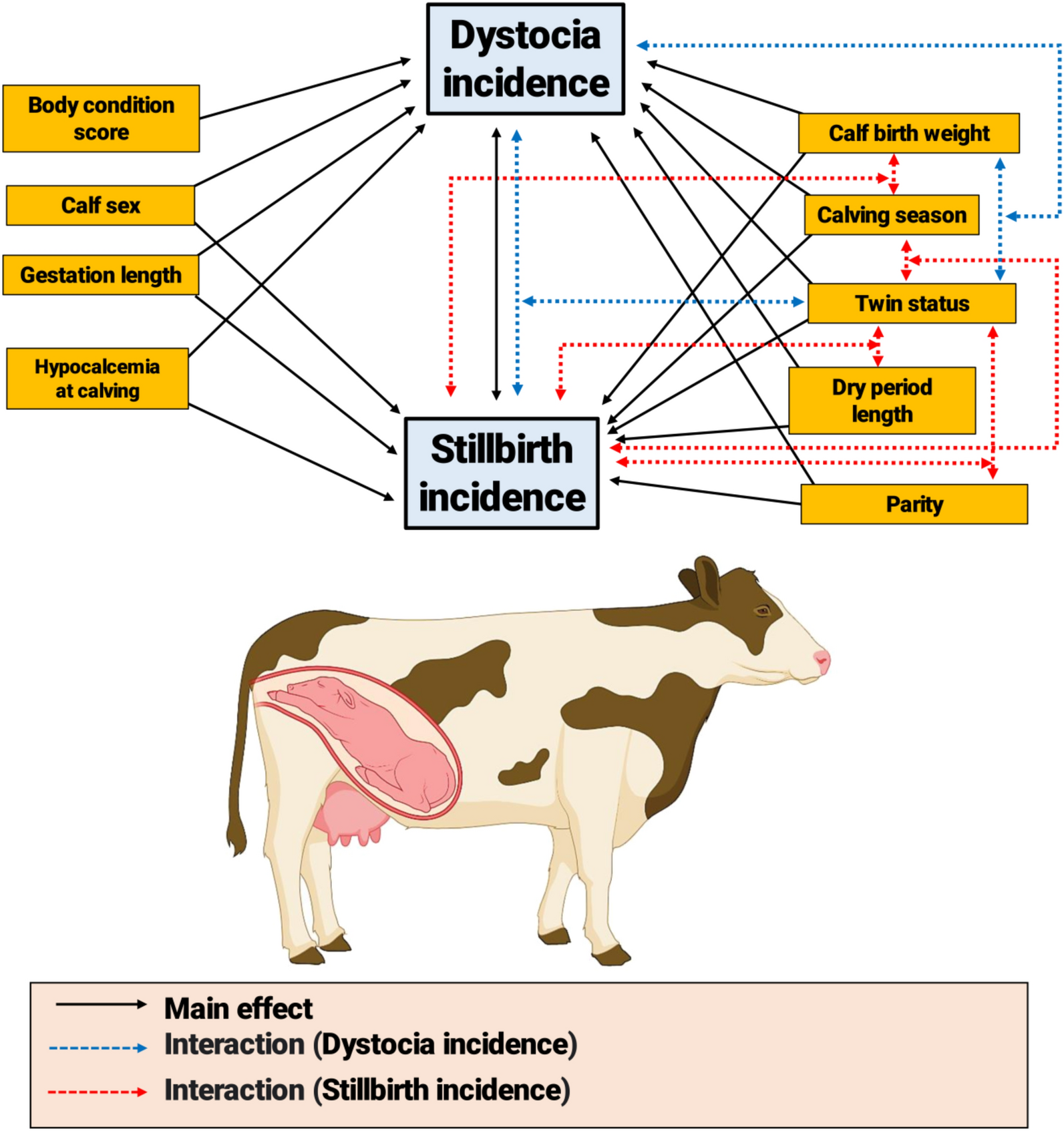 Identification of cow-level risk factors and associations of selected blood  macro-minerals at parturition with dystocia and stillbirth in Holstein  dairy cows | Scientific Reports