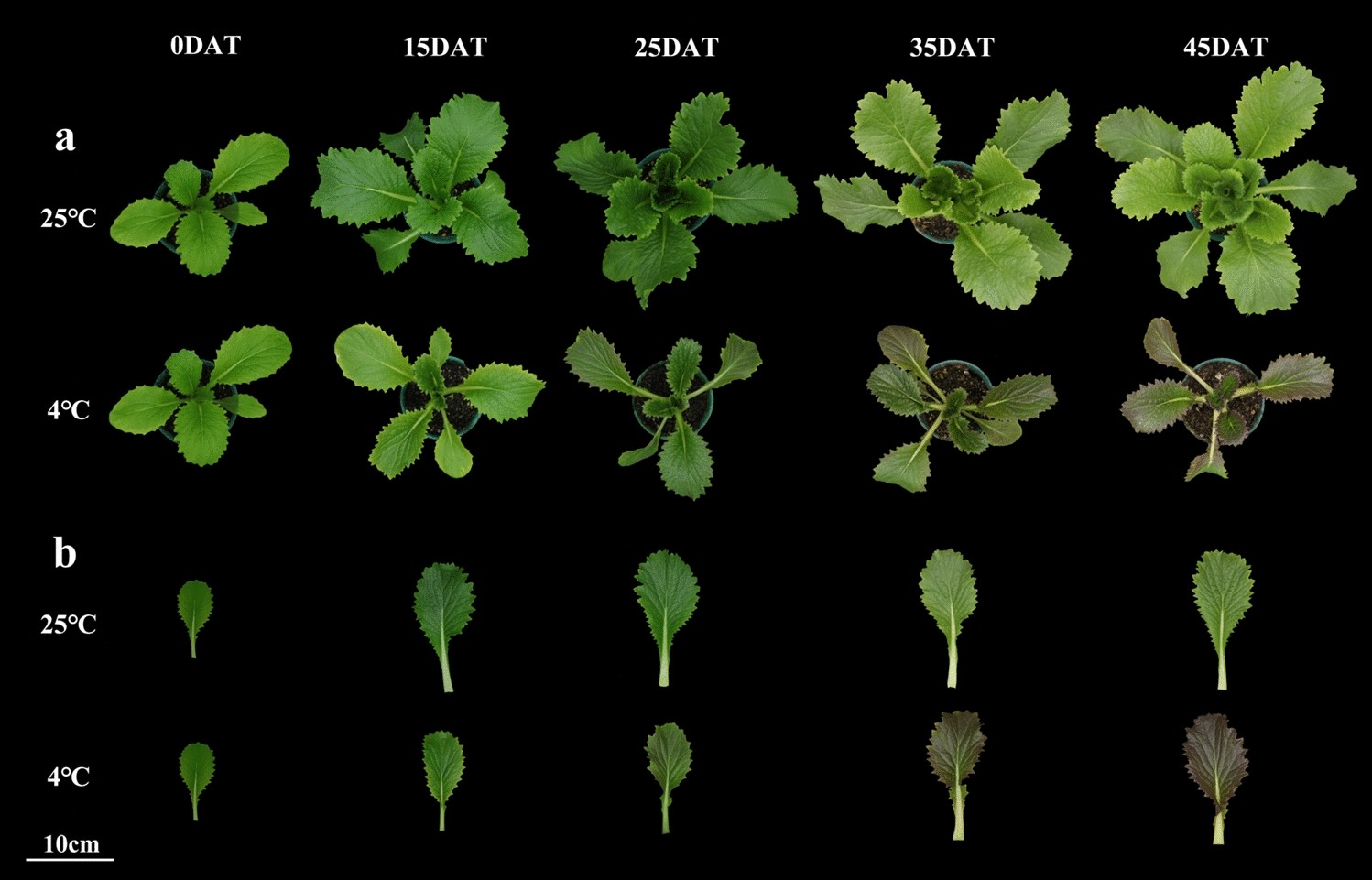 Genome-wide transcriptome analysis reveals molecular pathways involved in  leafy head formation of Chinese cabbage (Brassica rapa)