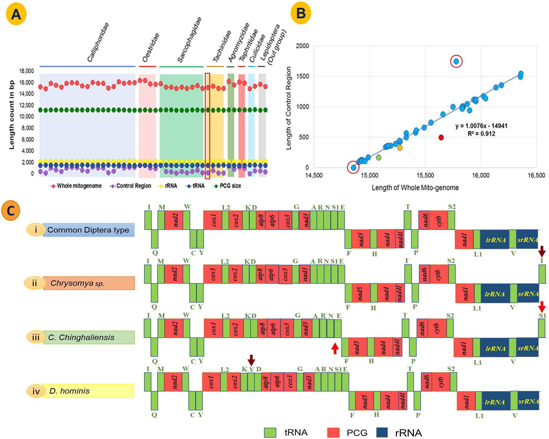 Mitogenome-wise codon usage pattern from comparative analysis of the first mitogenome of Blepharipa sp