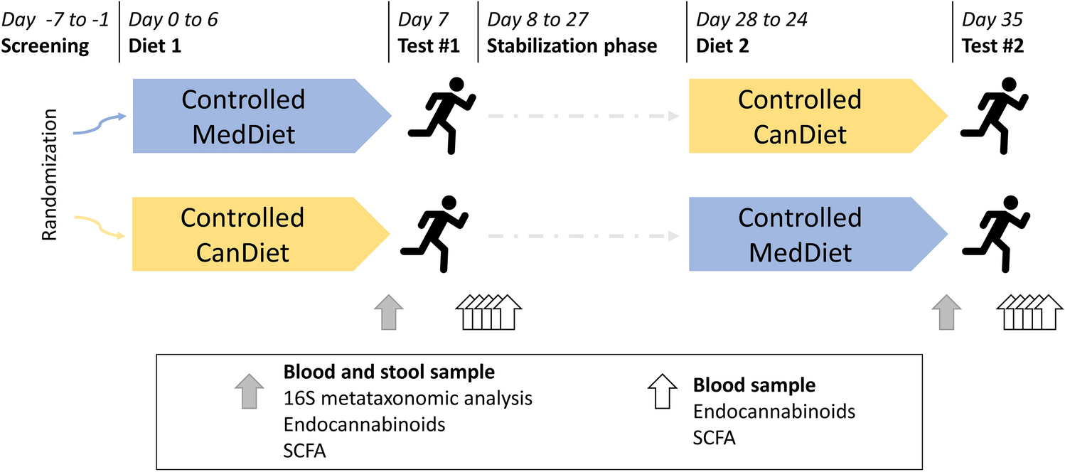 Influence of diet on acute endocannabinoidome mediator levels post exercise  in active women, a crossover randomized study | Scientific Reports