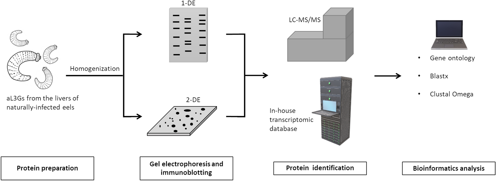 Protein And Antigen Profiles Of Third Stage Larvae Of Gnathostoma Spinigerum Assessed With Next Generation Sequencing Transcriptomic Information Scientific Reports