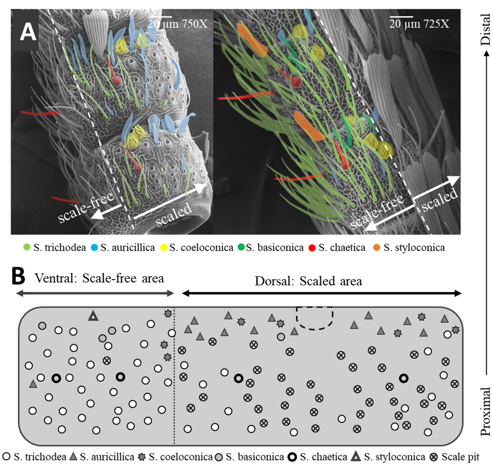 A closer look at sex pheromone autodetection in the Oriental fruit moth |  Scientific Reports