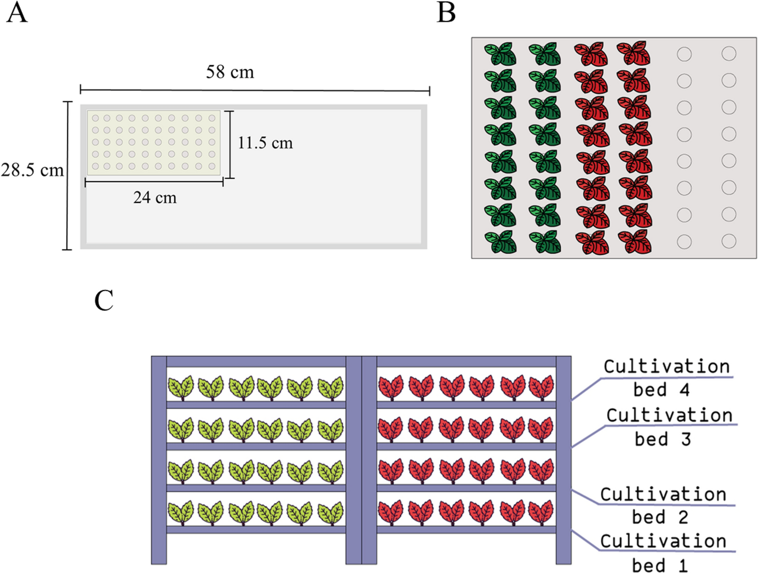 Mo concentrations in cress growing in hydroponic solutions with