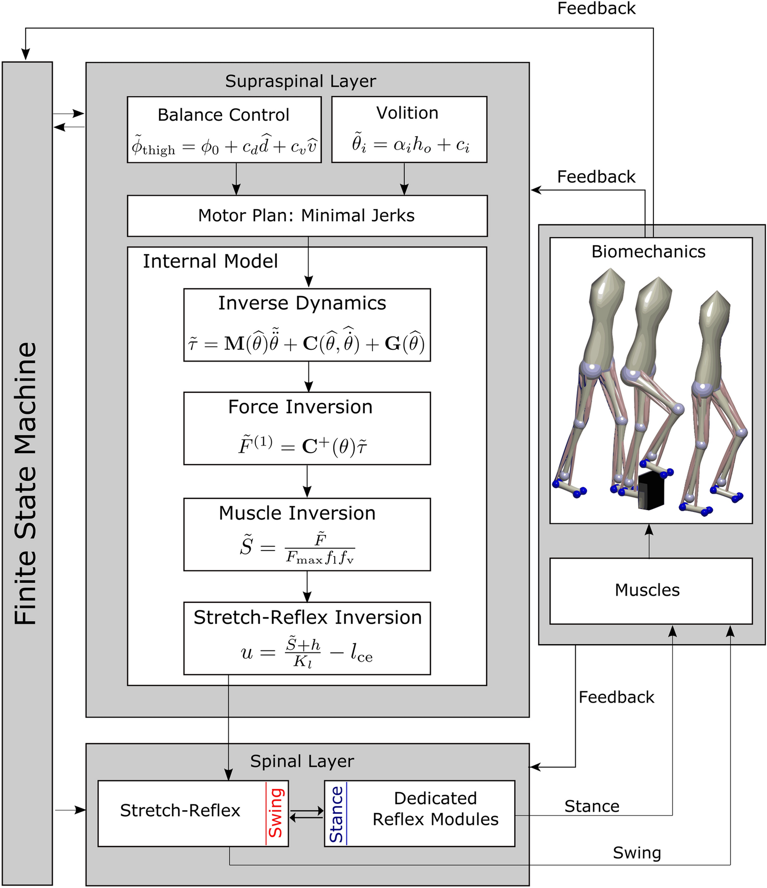 A neuromuscular model of human locomotion combines spinal reflex circuits  with voluntary movements | Scientific Reports