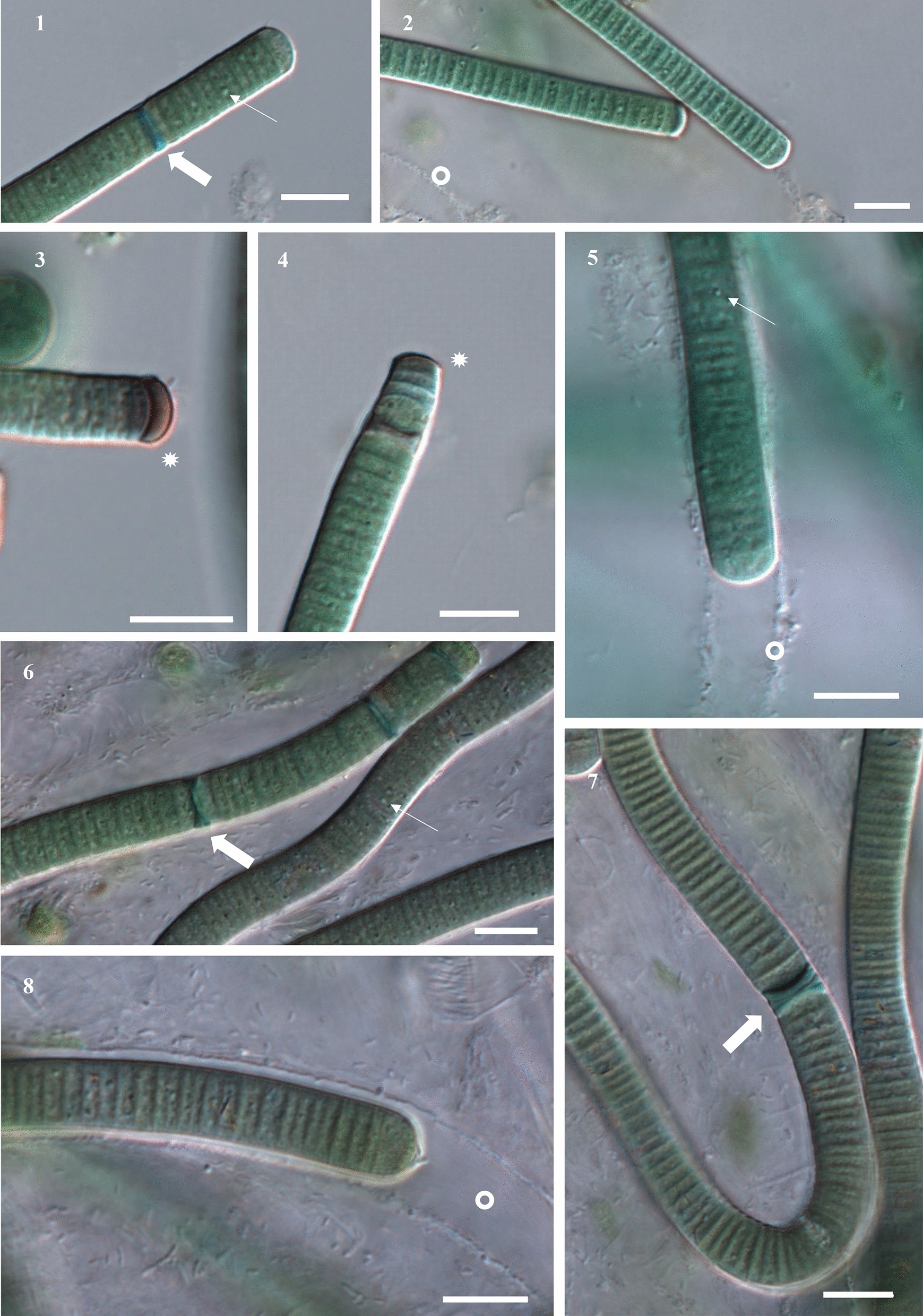 New cyanobacterial genus Argonema is hiding in soil crusts around the world  | Scientific Reports