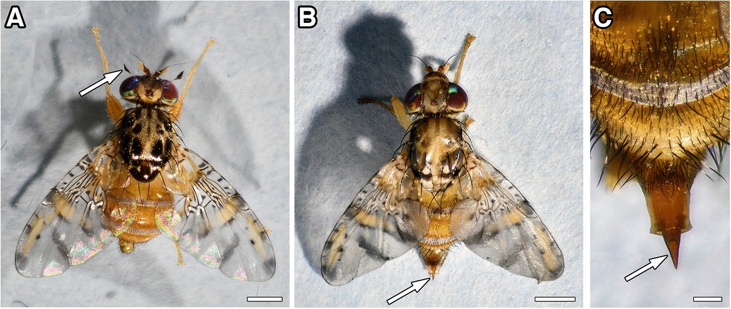 Fruit Fly Identification, Habits & Behavior
