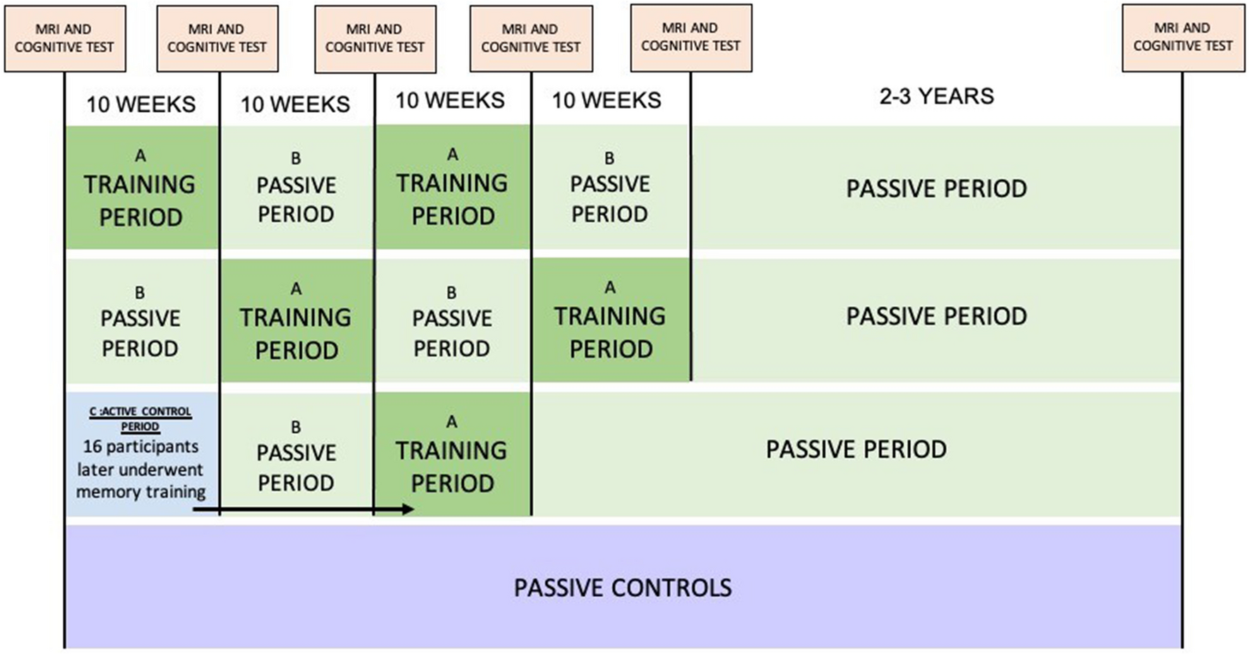 Cognitive and hippocampal changes weeks and years after memory training |  Scientific Reports