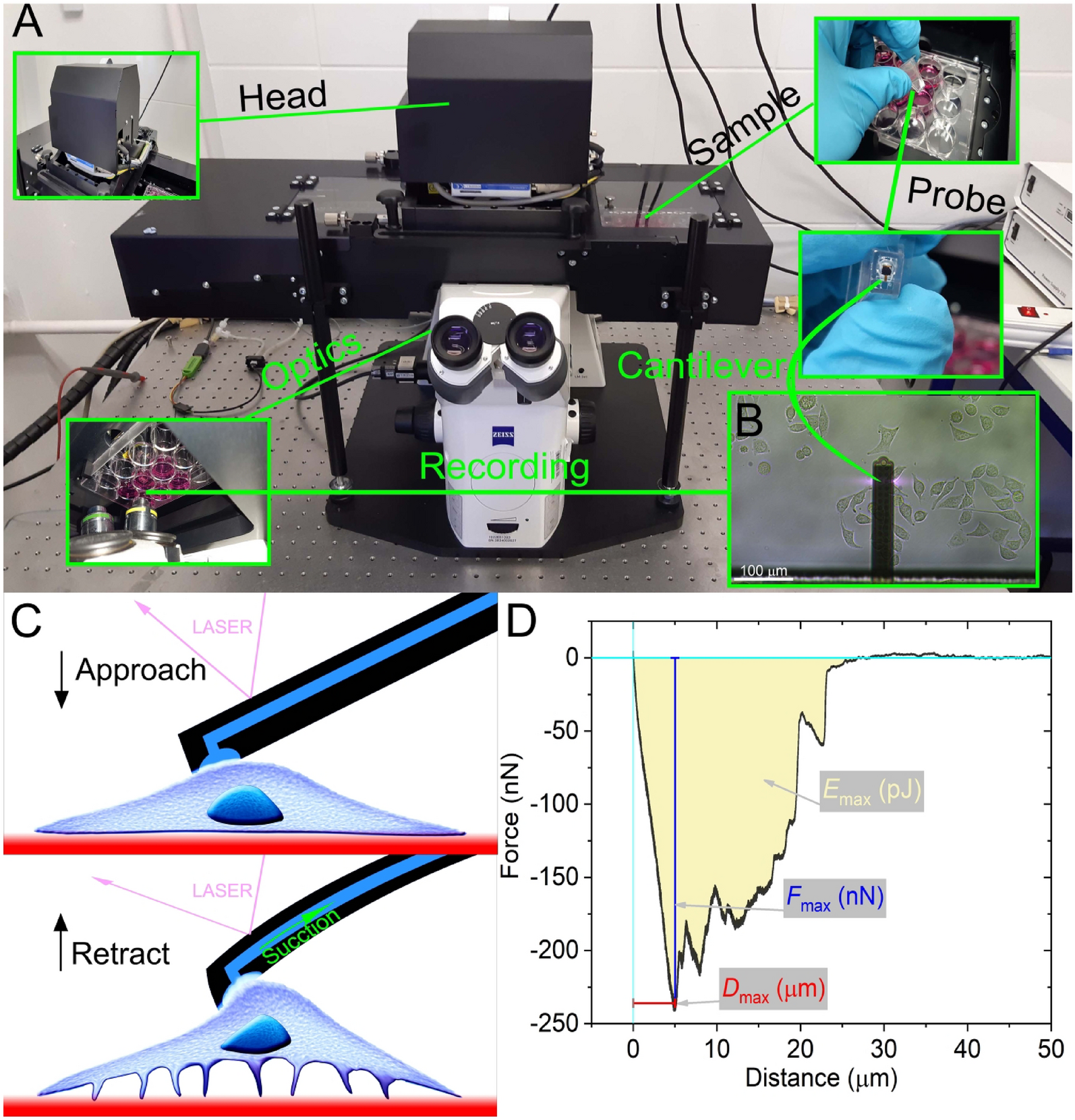 Tunable Single-Cell Extraction for Molecular Analyses: Cell