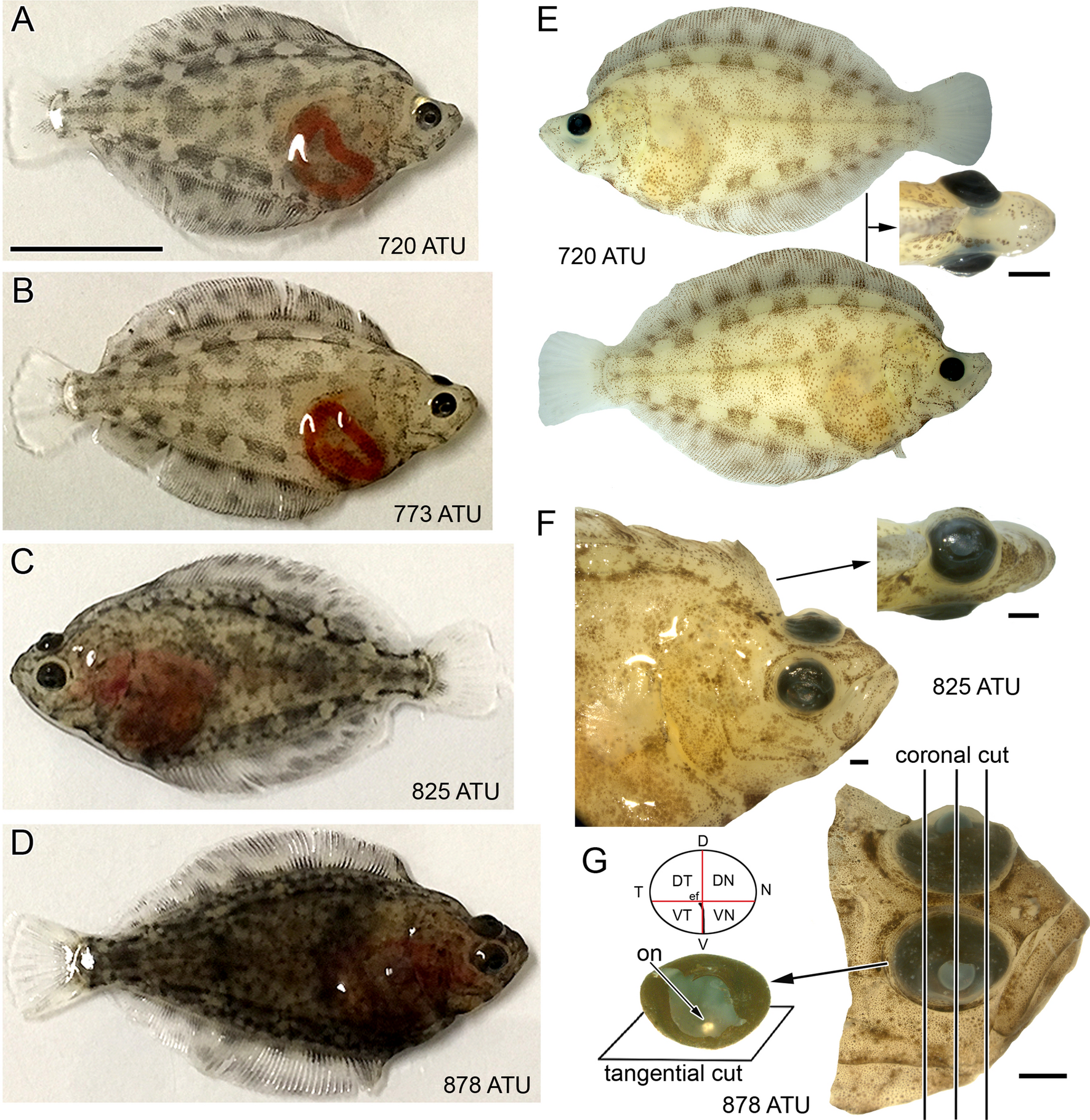 Biology and Exploitation Flatfishes 