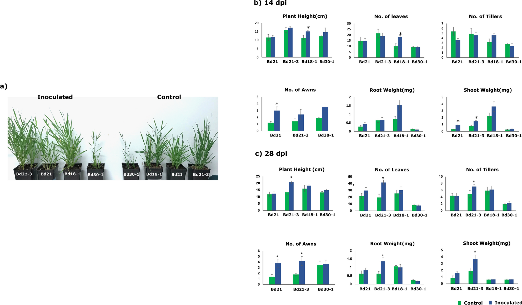 Frontiers  Grapevine response to a Dittrichia viscosa extract and a  Bacillus velezensis strain