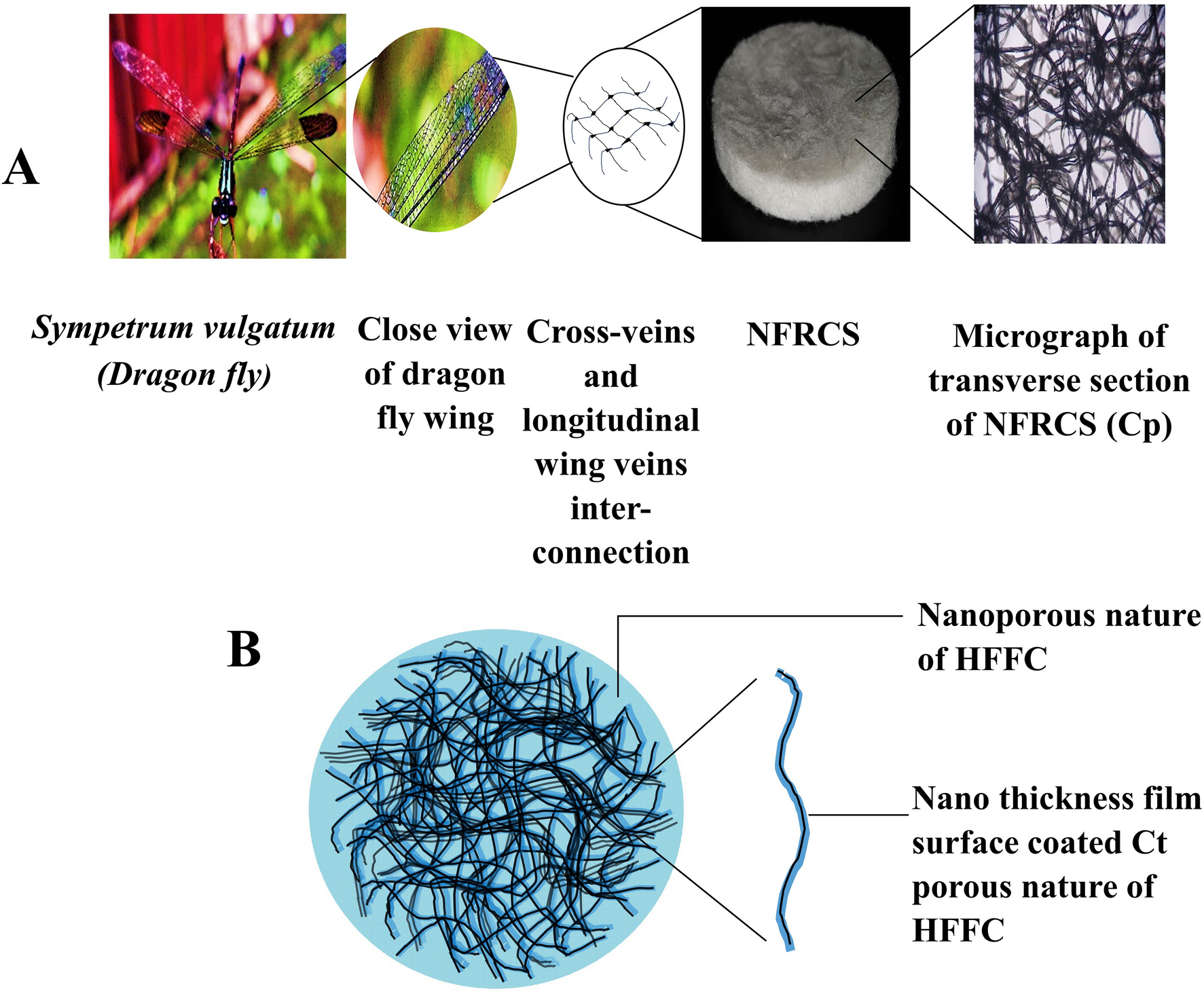 https://media.springernature.com/full/springer-static/image/art%3A10.1038%2Fs41598-022-12280-8/MediaObjects/41598_2022_12280_Fig1_HTML.png