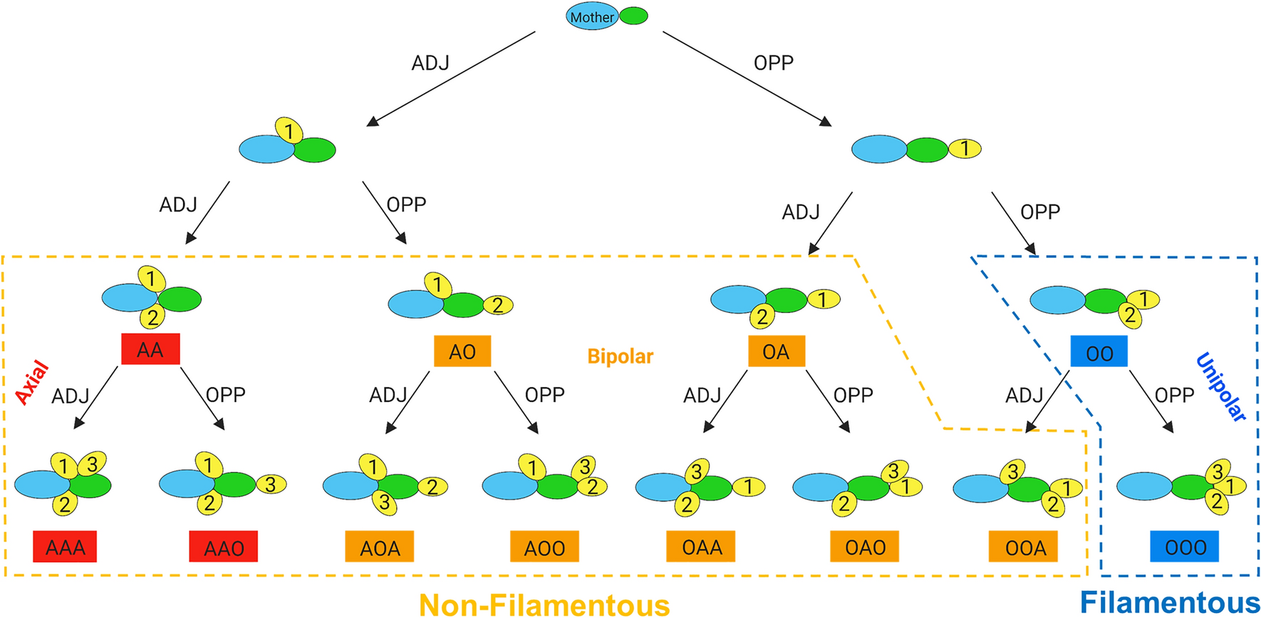 Saccharomyces Cerevisiae Does Not Undergo A Quorum Sensing Dependent Switch Of Budding Pattern Scientific Reports