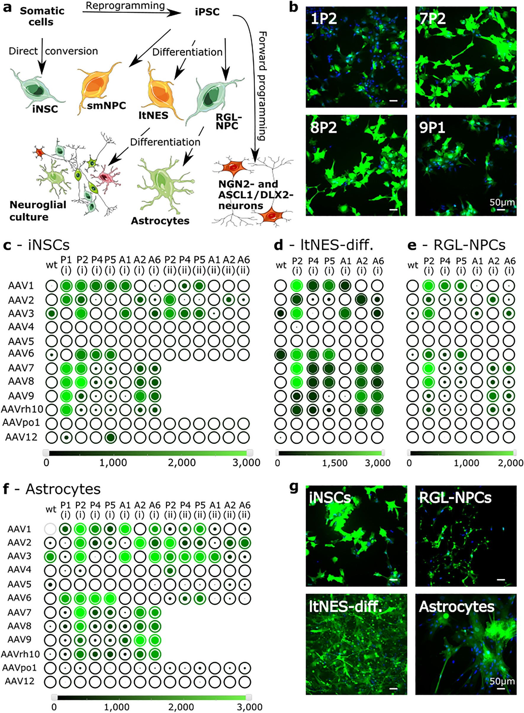 Identification of adeno-associated virus variants for gene transfer into  human neural cell types by parallel capsid screening | Scientific Reports