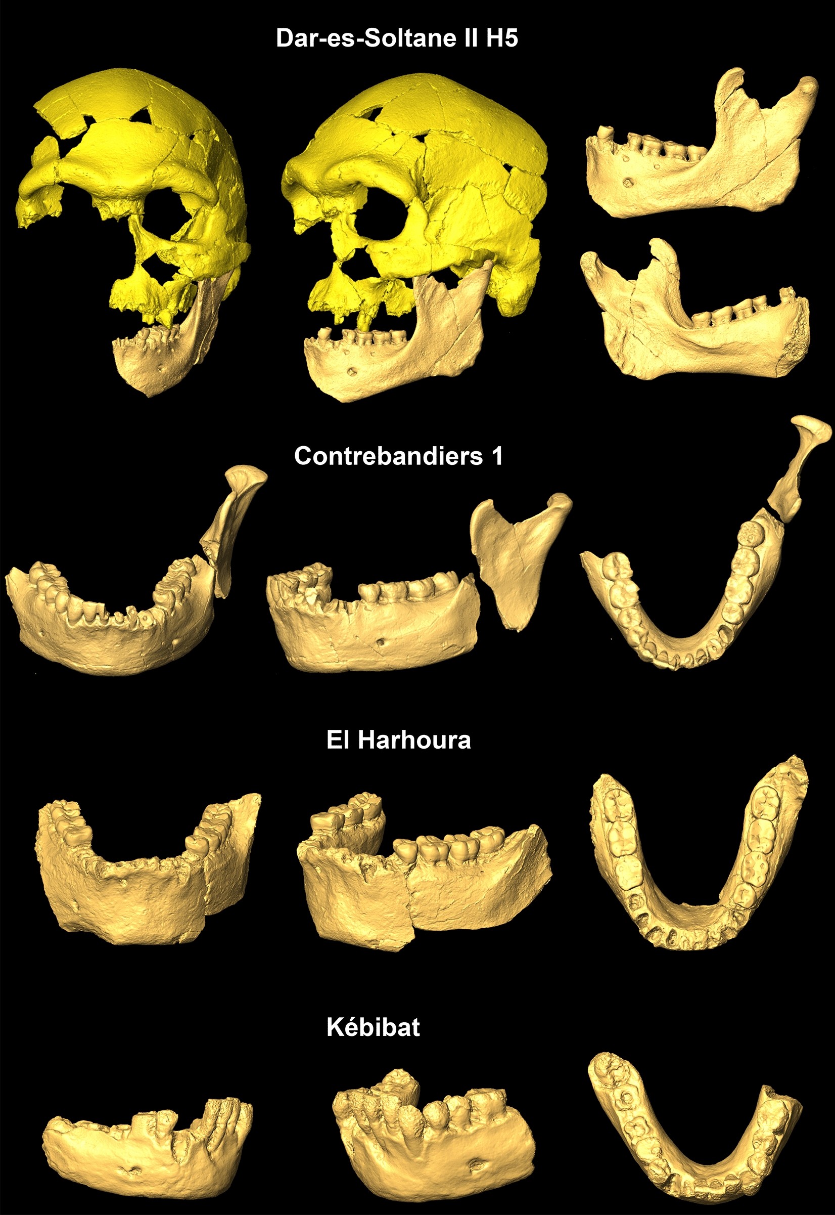 bone black – Cultural Heritage Science Open Source