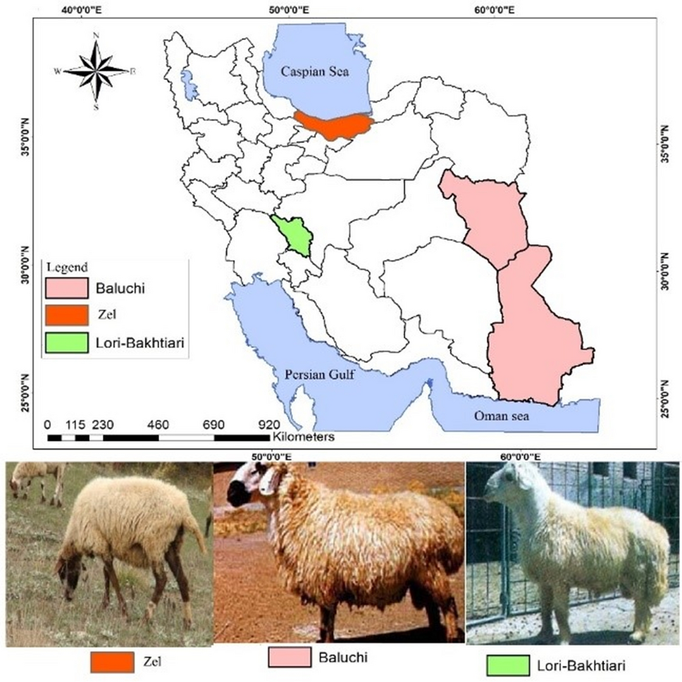Genome-wide identification of copy number variation and association with  fat deposition in thin and fat-tailed sheep breeds | Scientific Reports