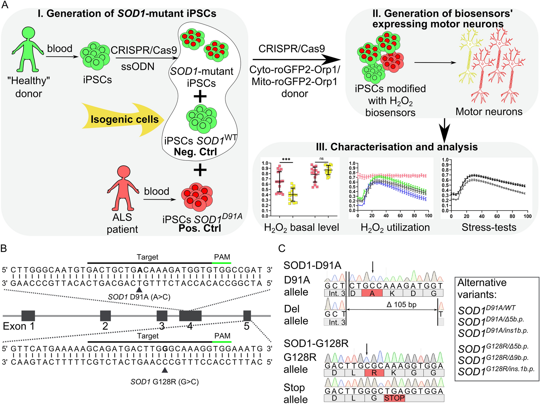 CRISPR-Cas9 correction of OPA1 c.1334G>A: p.R445H restores mitochondrial  homeostasis in dominant optic atrophy patient-derived iPSCs - ScienceDirect