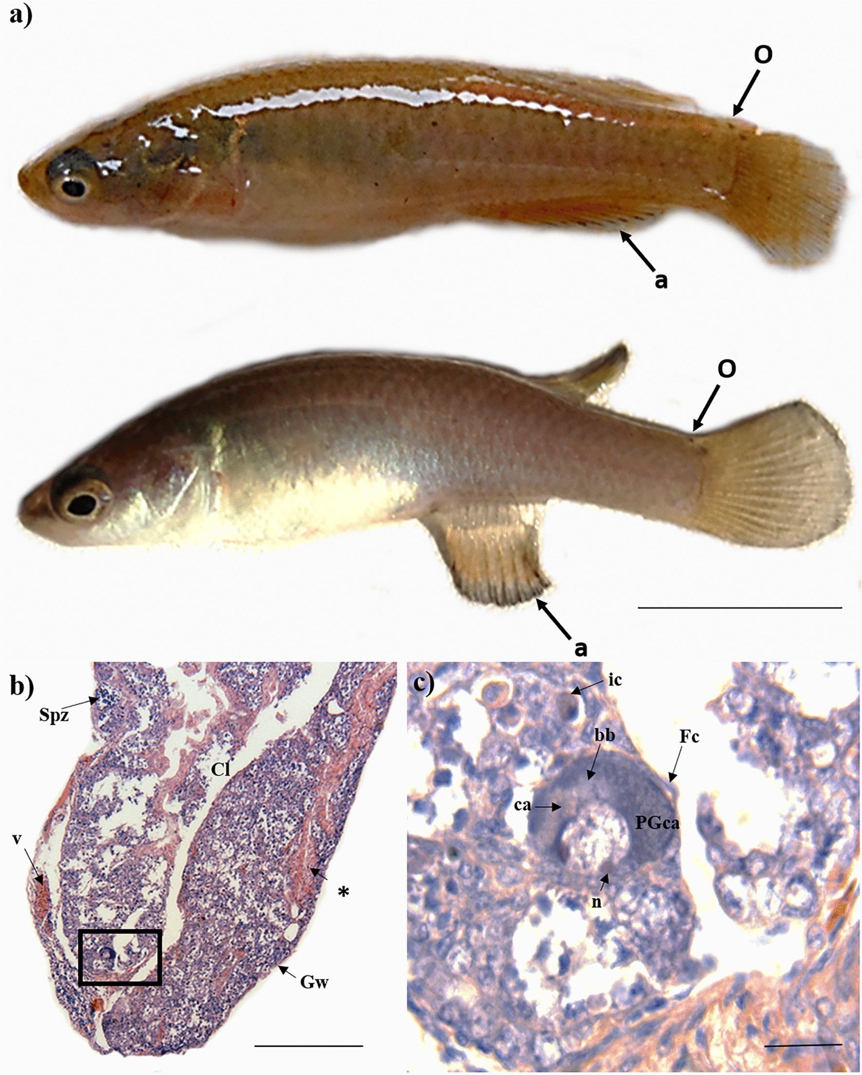 Protogynous functional hermaphroditism in the North American annual  killifish, Millerichthys robustus | Scientific Reports
