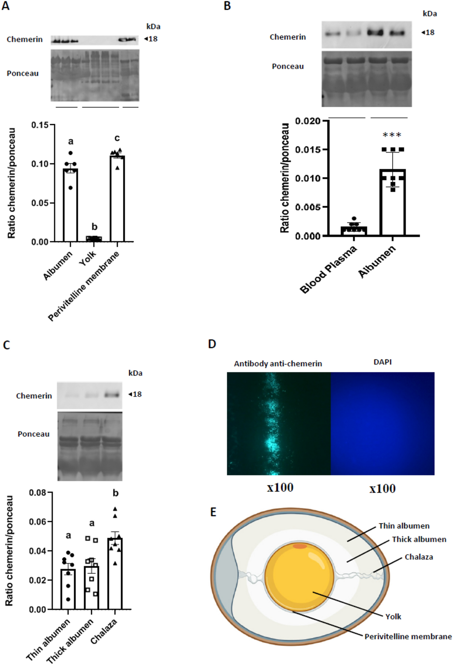 Chemerin is secreted by the chicken oviduct, accumulates in egg albumen and  could promote embryo development | Scientific Reports