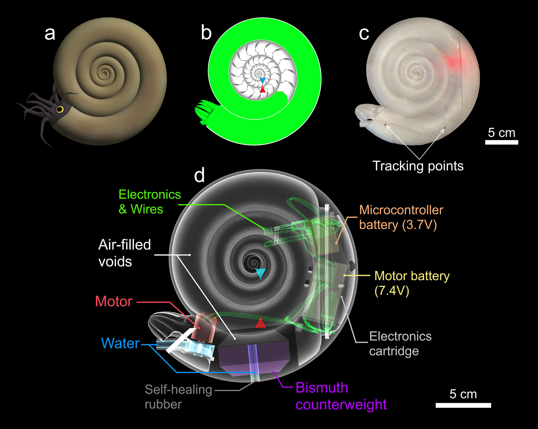 Resurrecting extinct cephalopods with biomimetic robots to explore  hydrodynamic stability, maneuverability, and physical constraints on life  habits | Scientific Reports