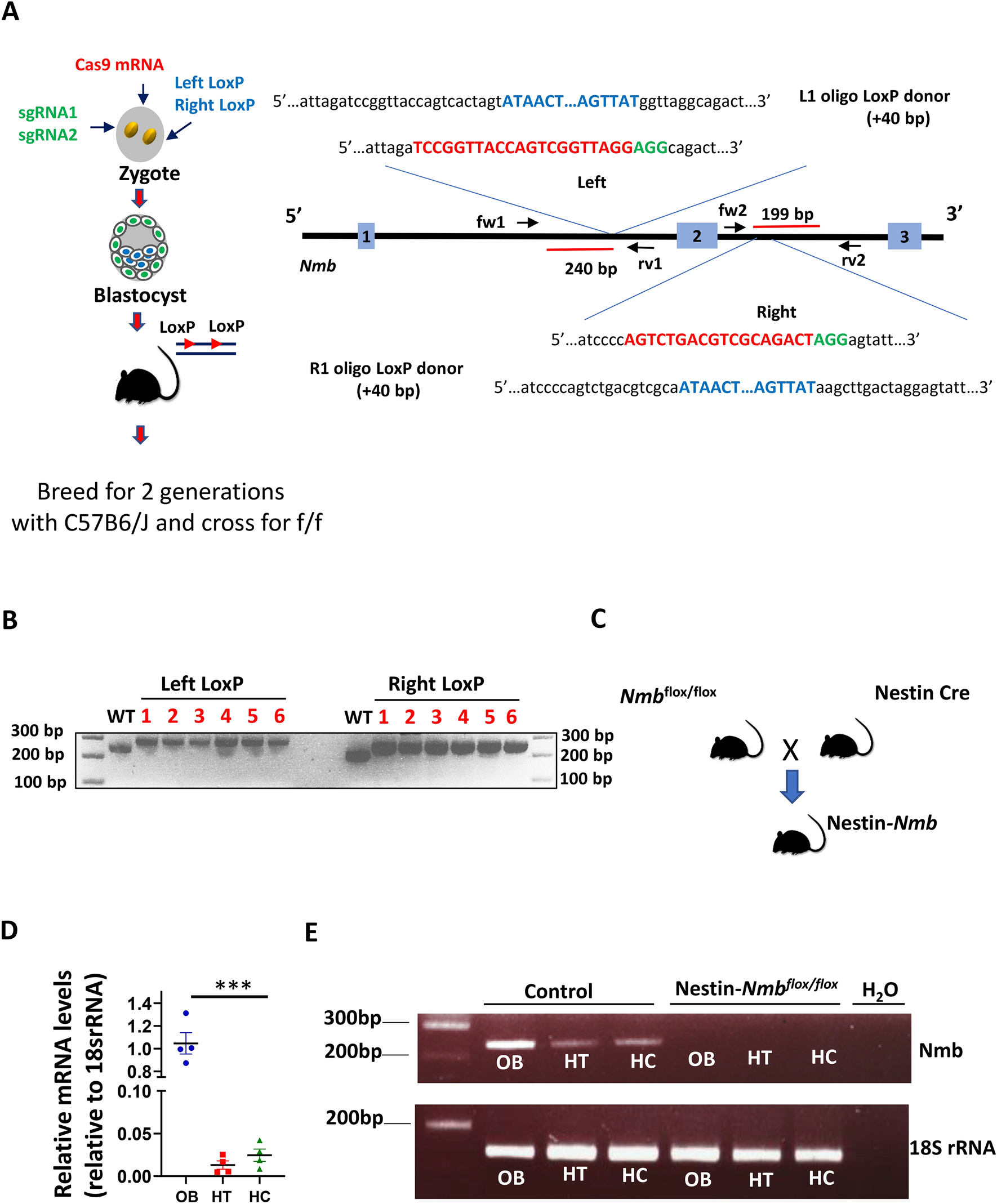 Neuropeptide Neuromedin B does not alter body weight and glucose  homeostasis nor does it act as an insulin-releasing peptide | Scientific  Reports