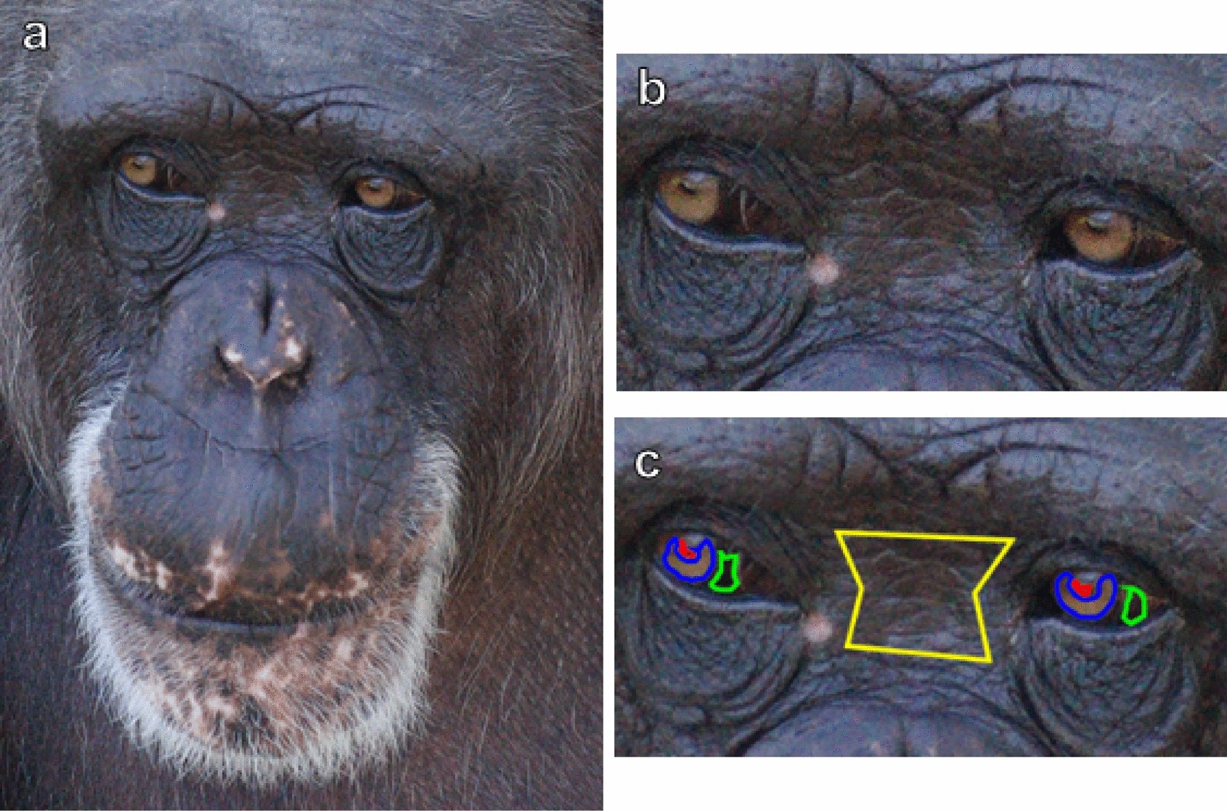 Chimpanzee (Pan troglodytes) gaze is conspicuous at ecologically-relevant  distances | Scientific Reports