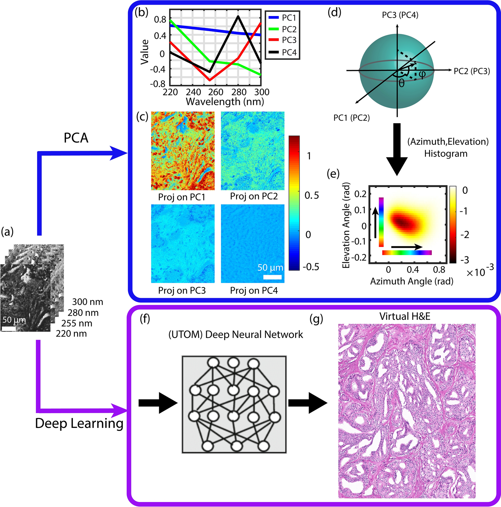 Prostate cancer histopathology using label-free multispectral deep-UV microscopy phenotypes of tumor aggressiveness and enables multiple diagnostic virtual stains | Scientific Reports