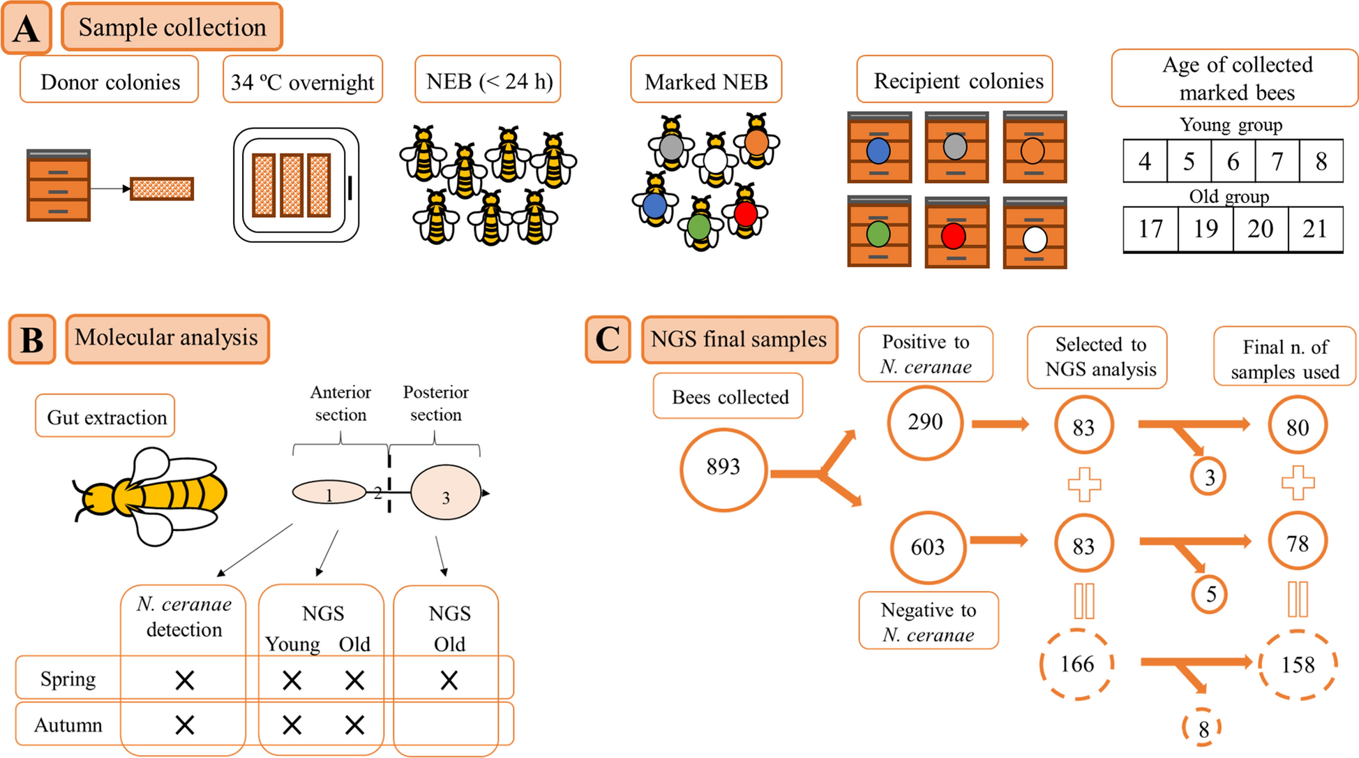 Effect of Nosema ceranae infection and season on the gut bacteriome  composition of the European honeybee (Apis mellifera) | Scientific Reports