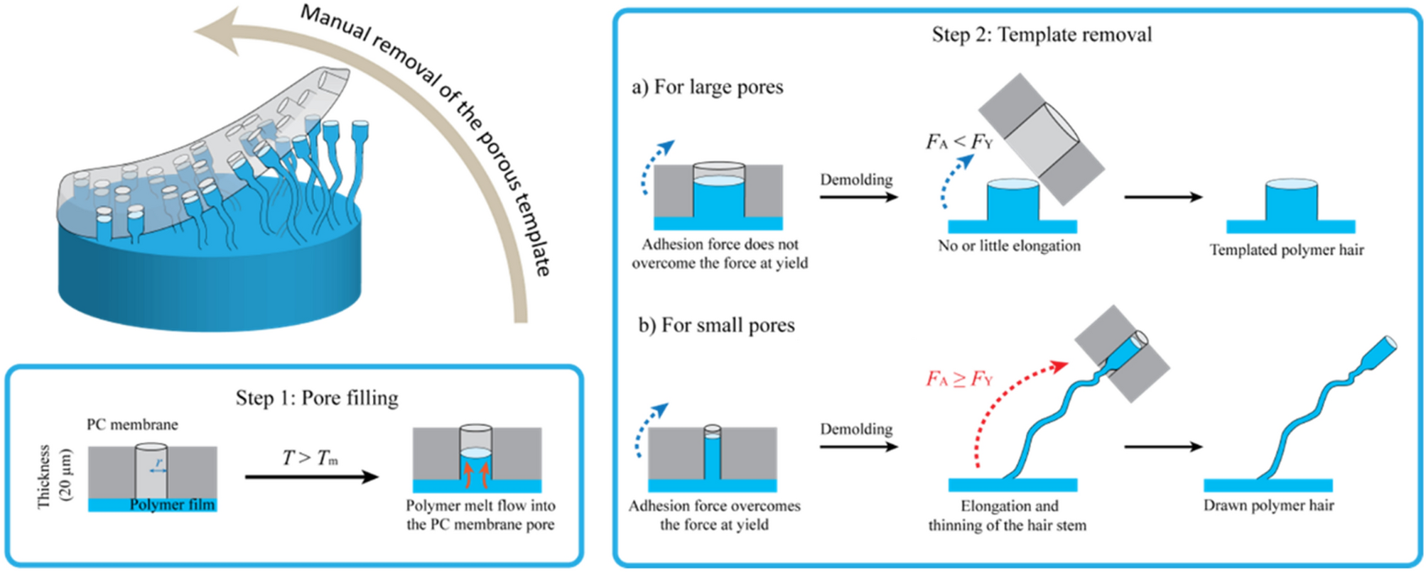 hair gel polymer film structure cross-section