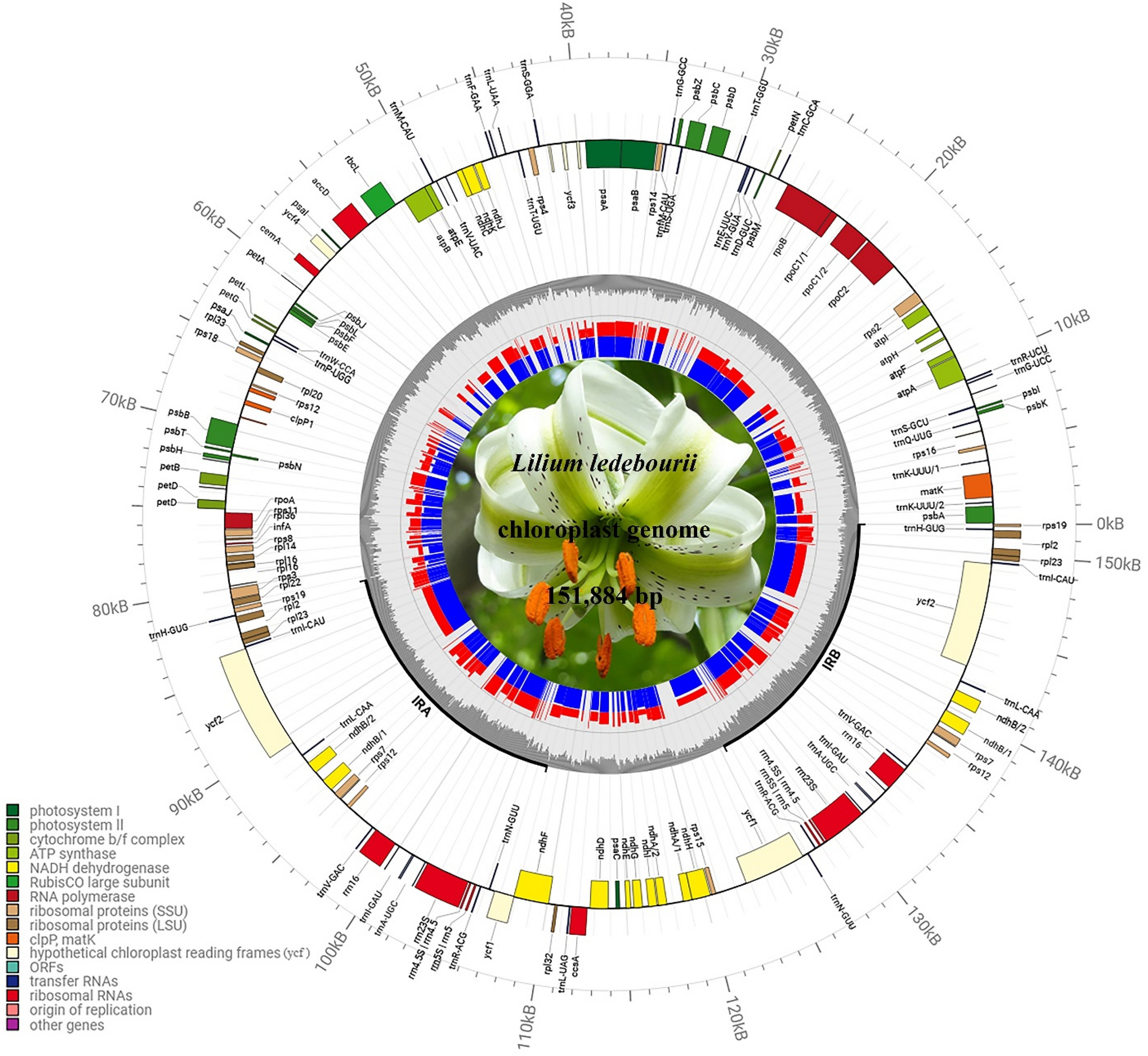 PDF) Micro-morphological characters in Polypodiaceae and its taxonomic  significance