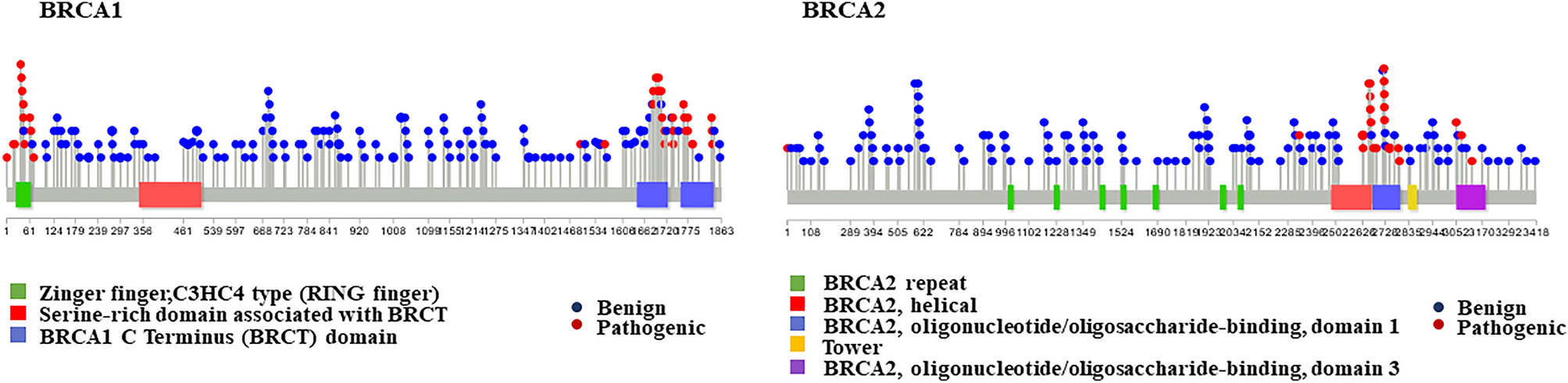 Database listings for BRCA gene missense mutations